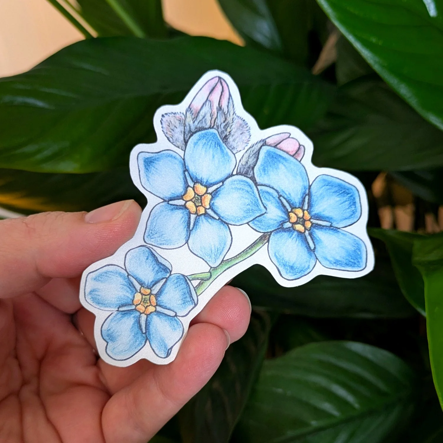 Myosotis Bleu 3 pouces.jpg