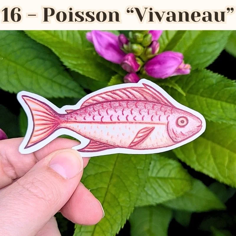 16 Poisson Vivaneau.jpg