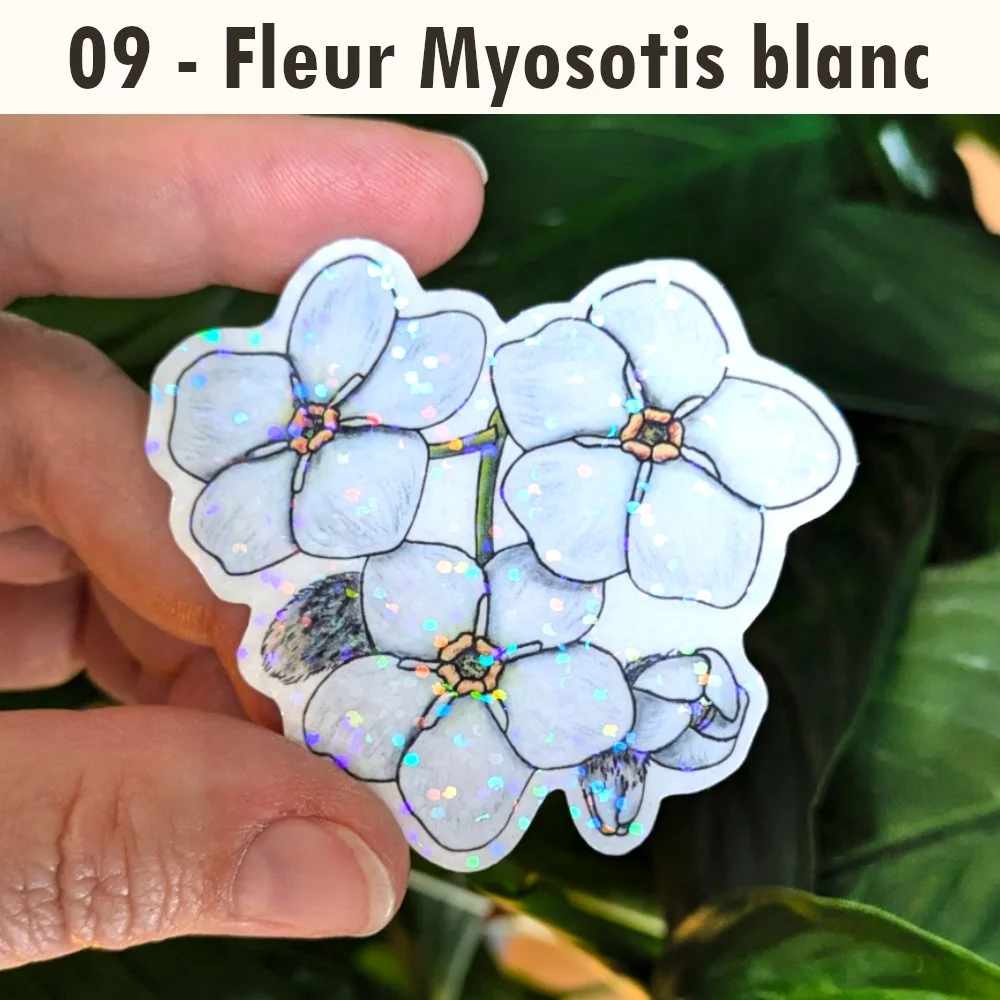 09 - Fleur Myosotis blanc.jpg