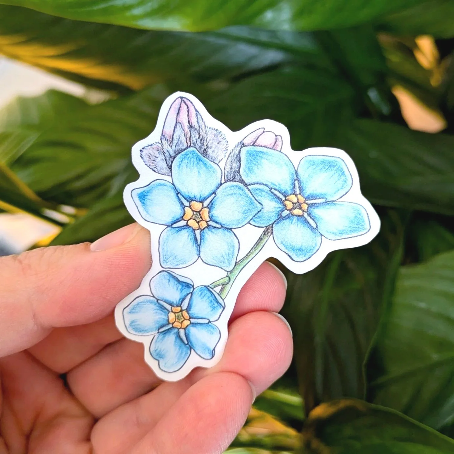Myosotis+Bleu+2+pouces.jpg