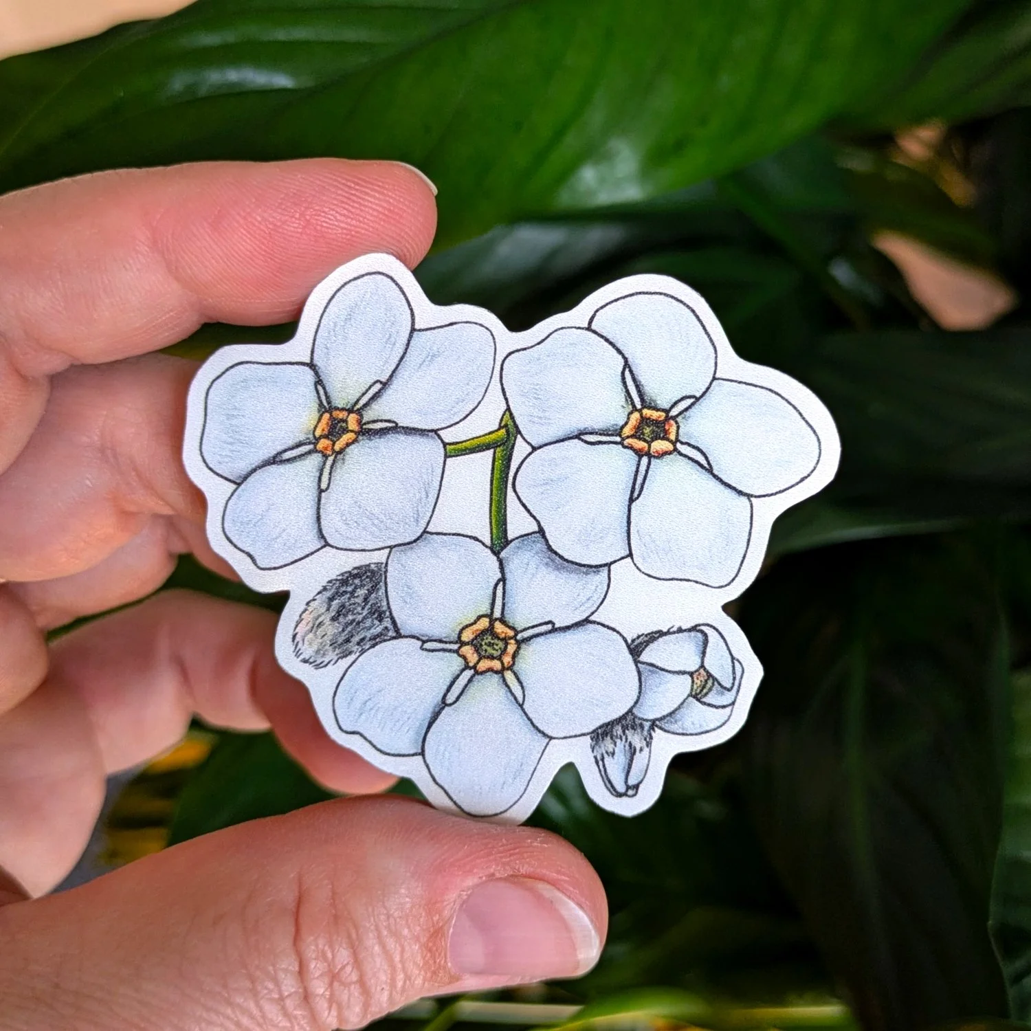 Myosotis Blanc 2 pouces.jpg