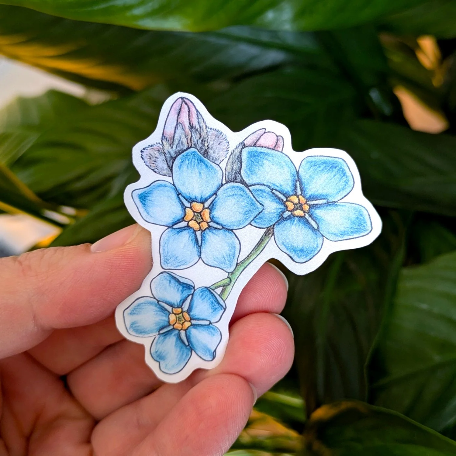 Myosotis Bleu 2 pouces.jpg