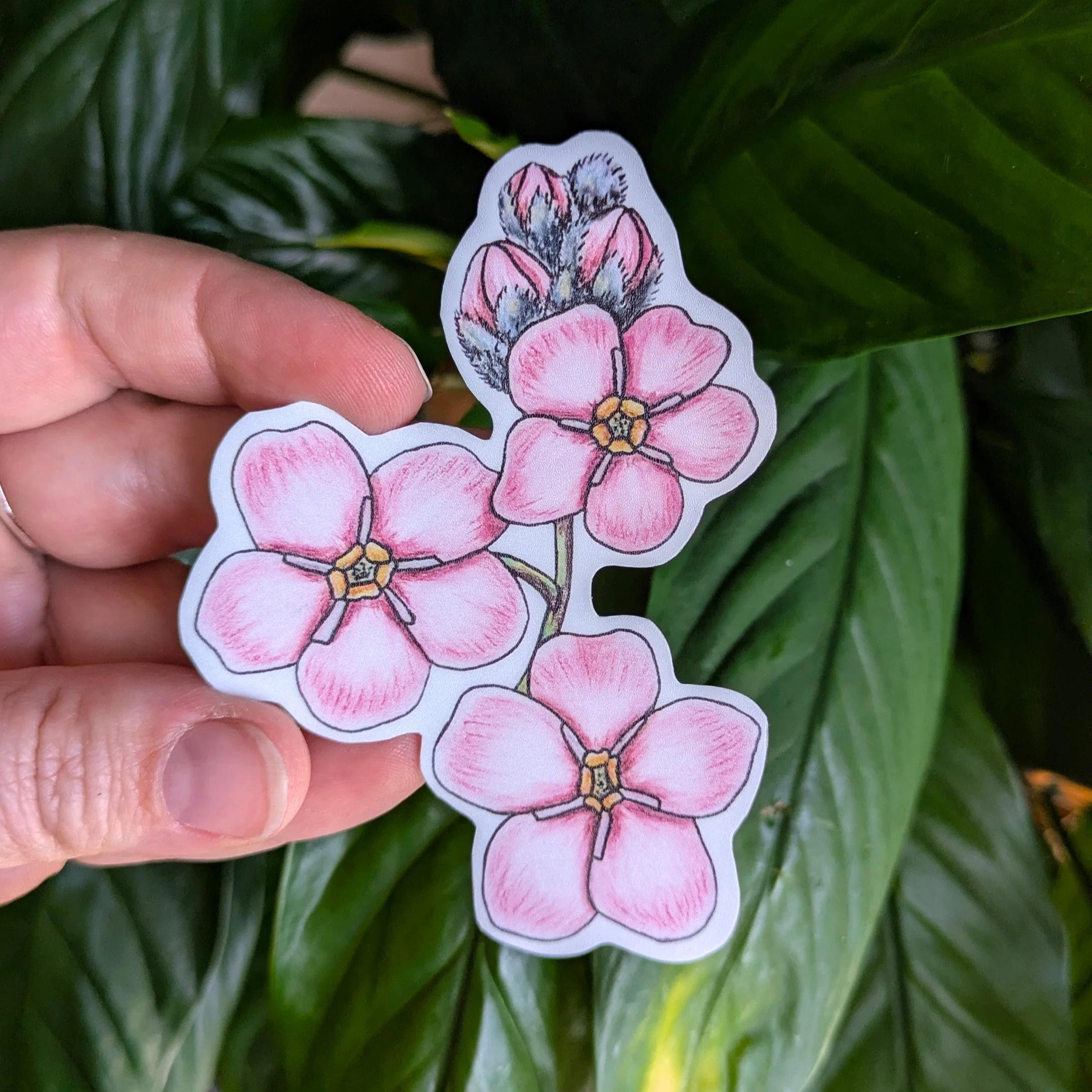 Myosotis Rose 3 pouces.jpg