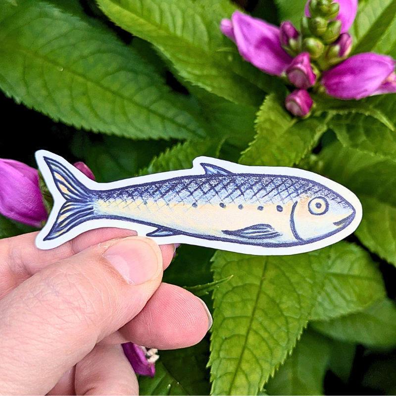 Prise du jour Sardine.png