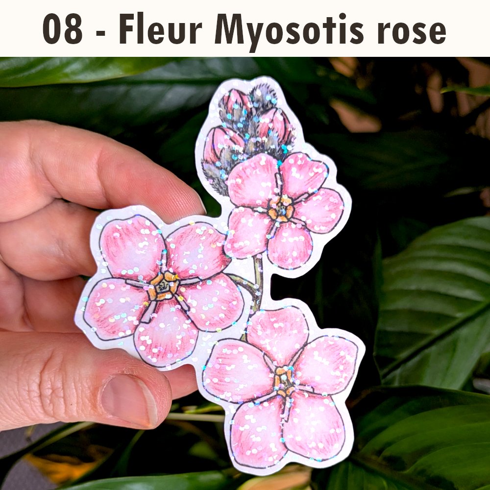 08 fleur Myotosis rose.jpg