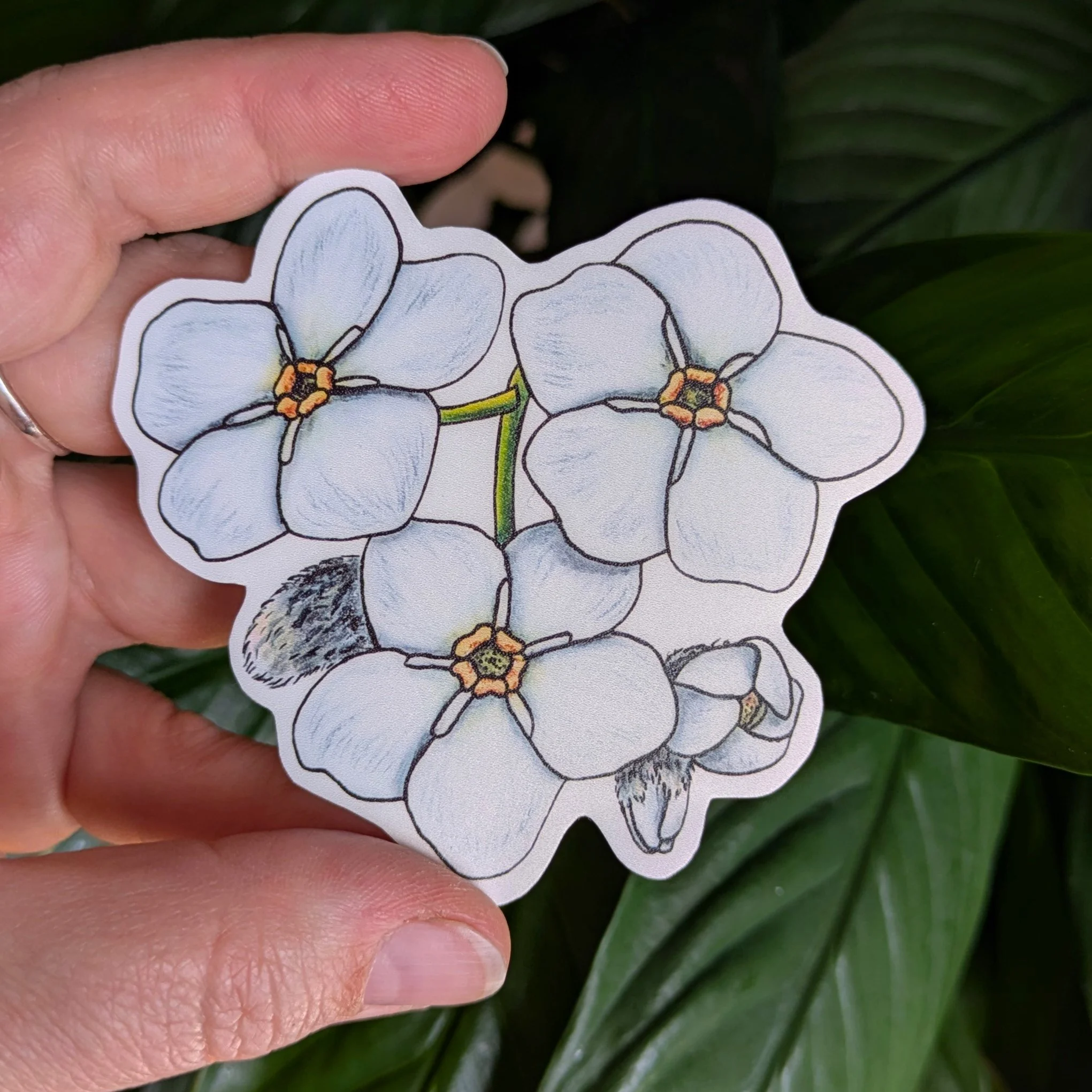 Myosotis Blanc 3 pouces.jpg