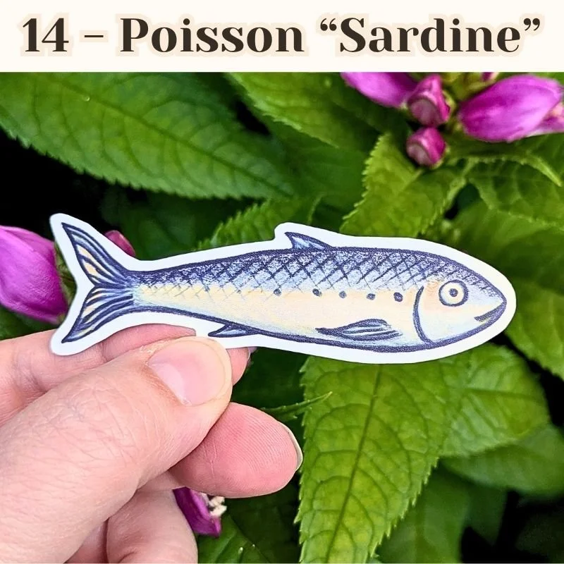 14 Poisson sardine.jpg