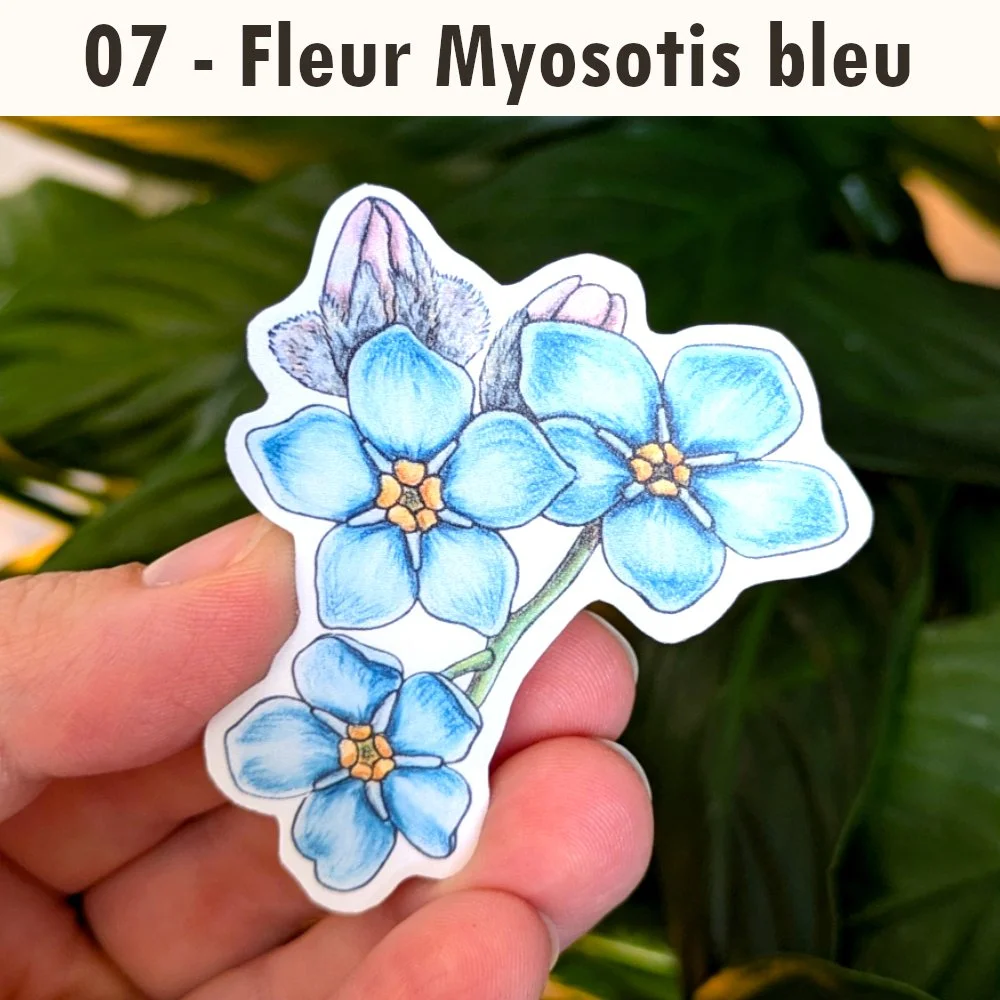07 fleur Myosotis Bleu.jpg