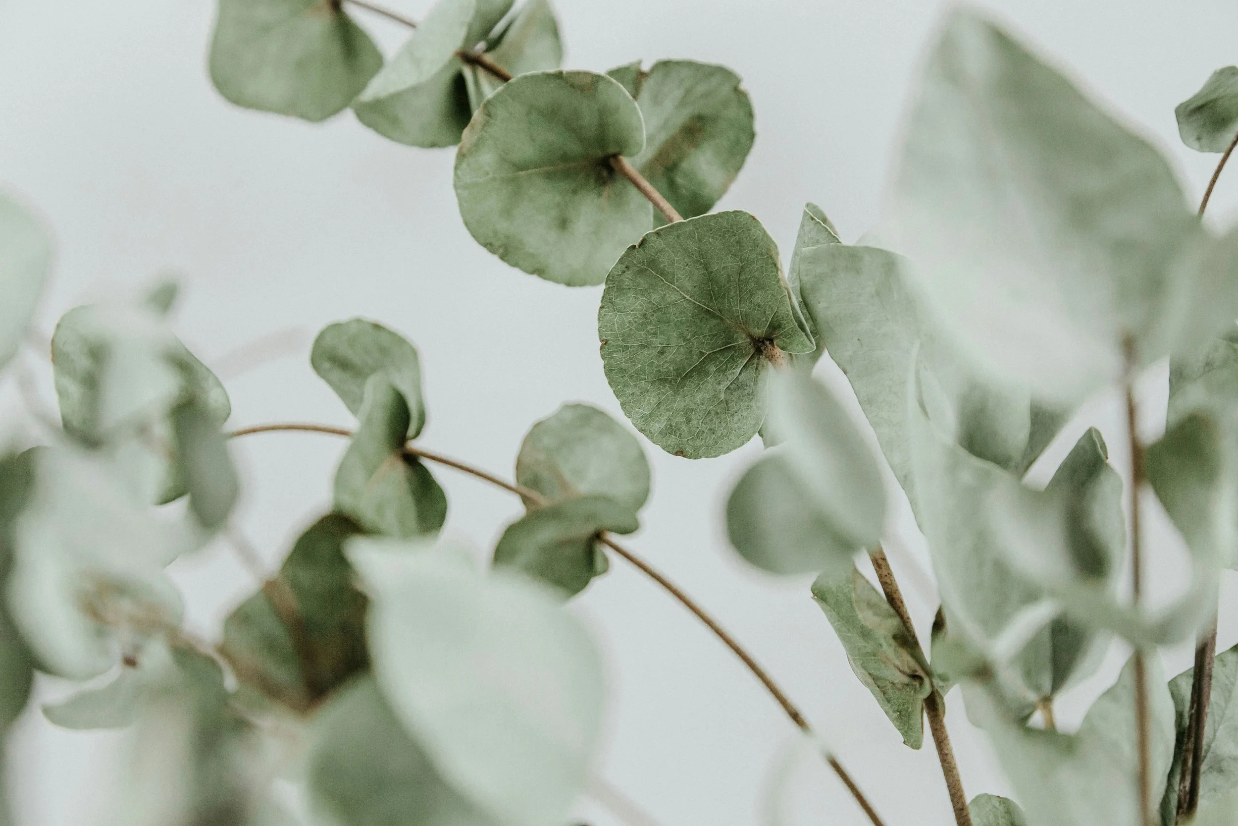 Close-up of green eucalyptus leaves on light background.