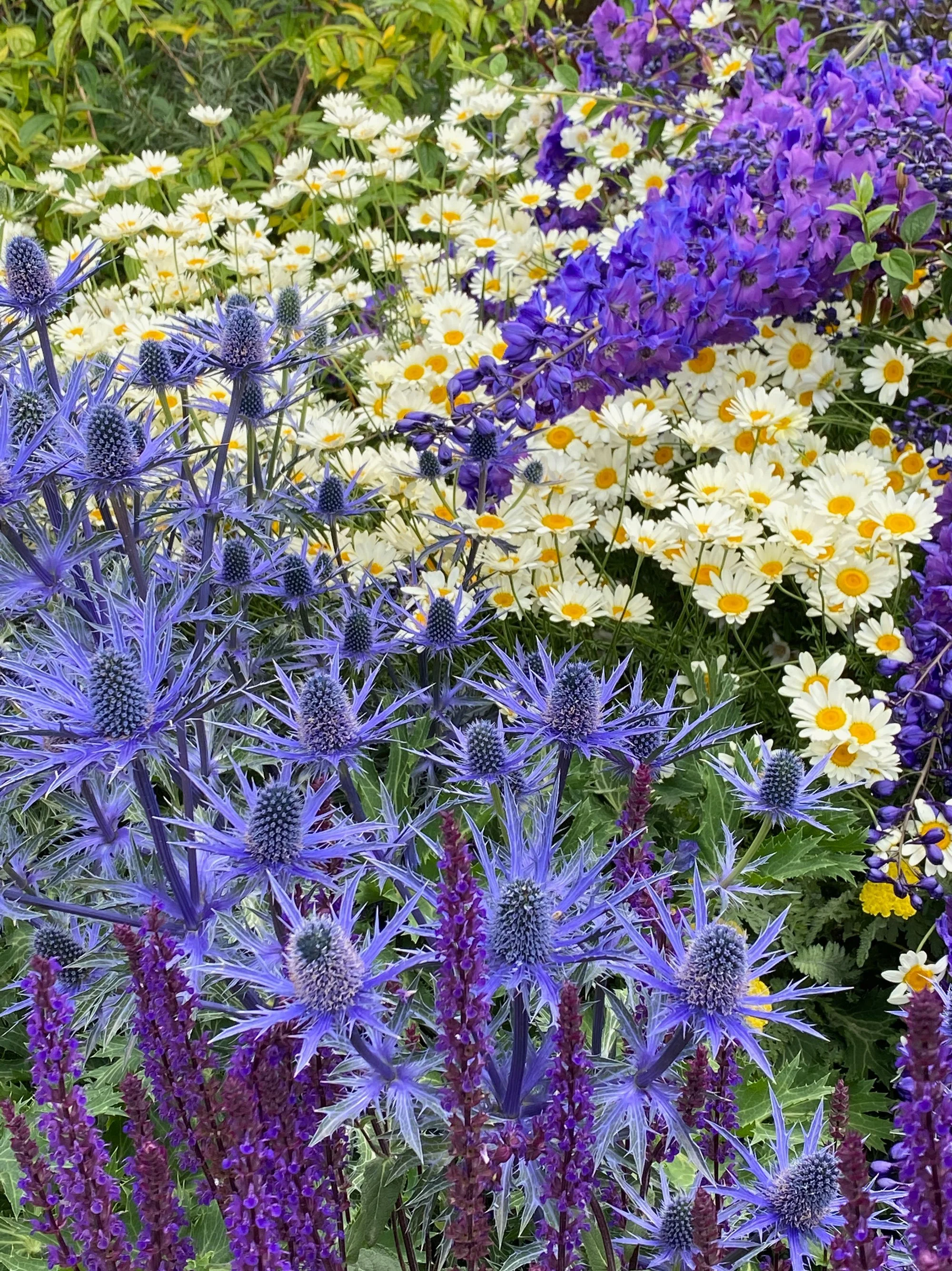 Purple, yellow and white flowers in garden