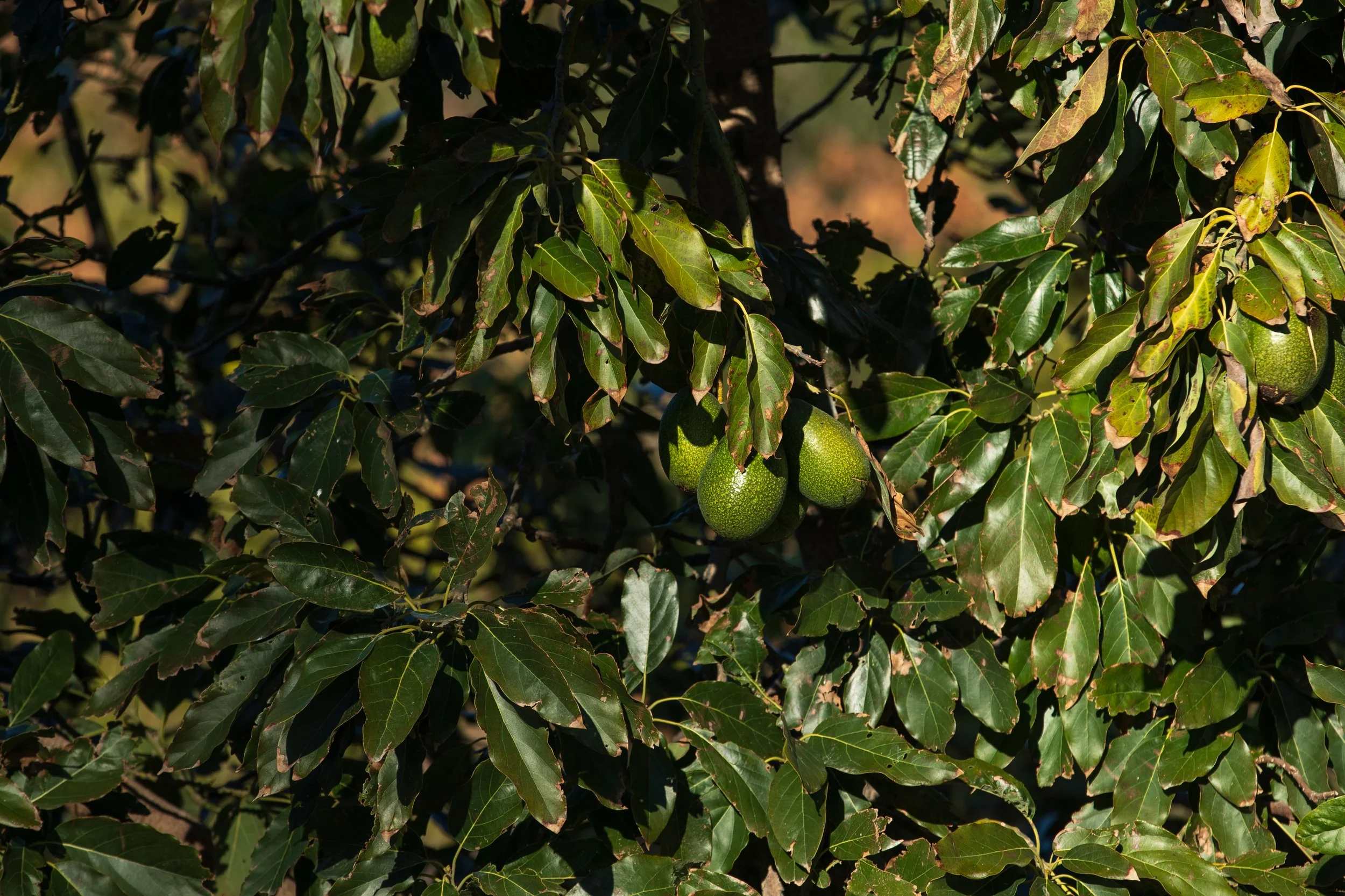 15000 Middle Ranch Rd Print-50.jpg