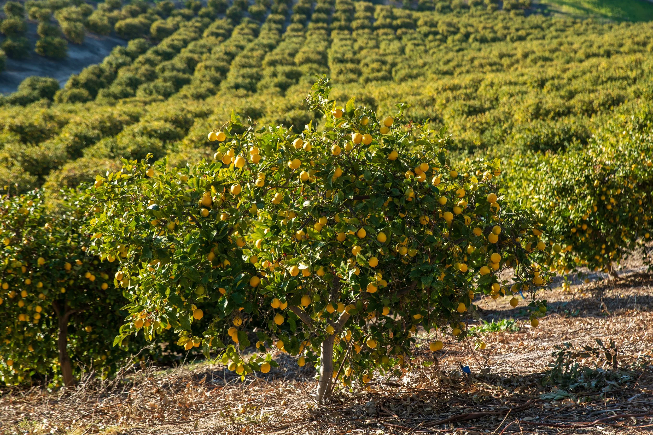 15000 Middle Ranch Rd Print-57.jpg