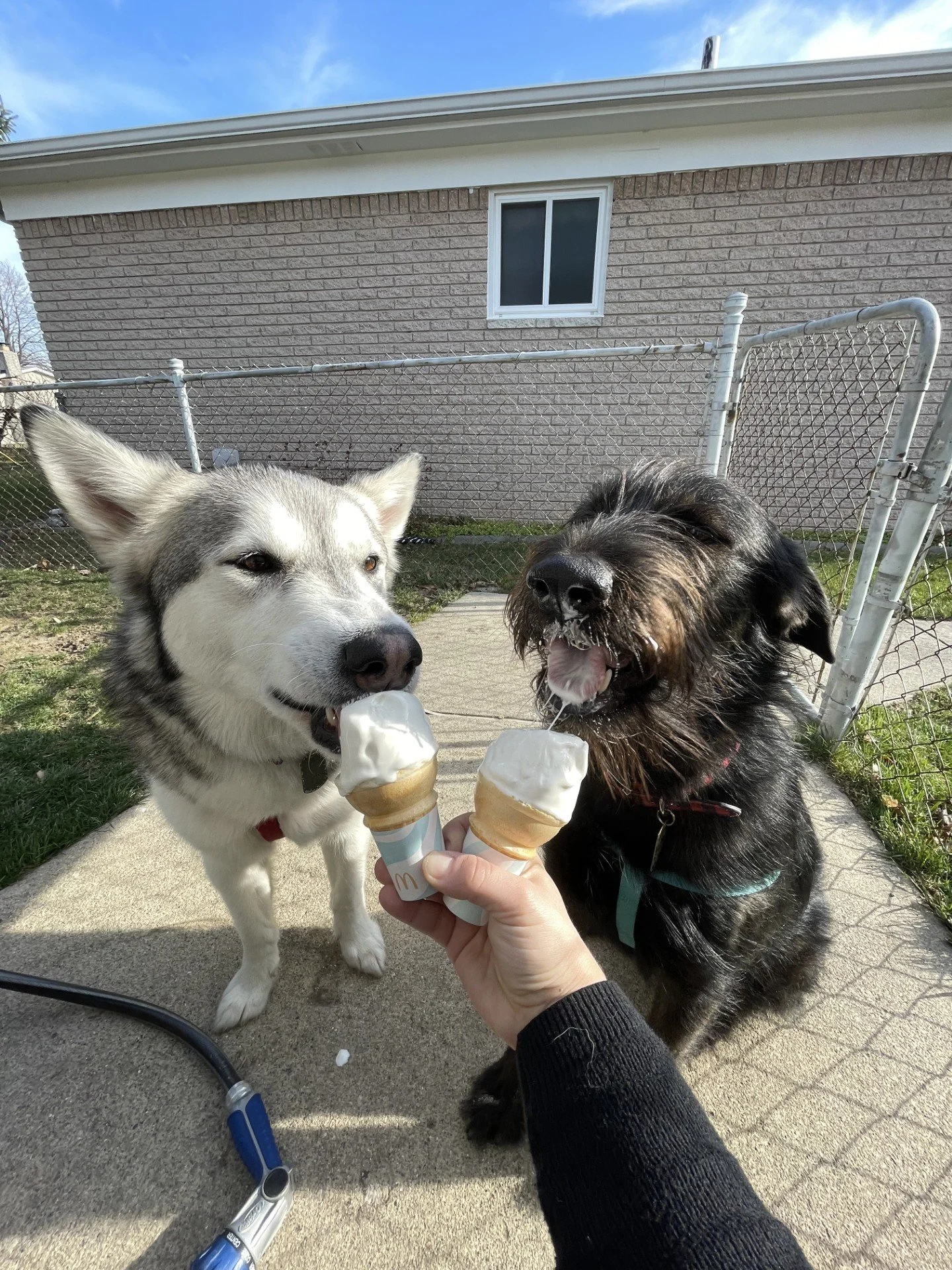 Two dogs, one husky and one black terrier, are sitting on a concrete patio, licking ice cream cones held by a person. They are outside near a chain-link fence and a beige brick house.