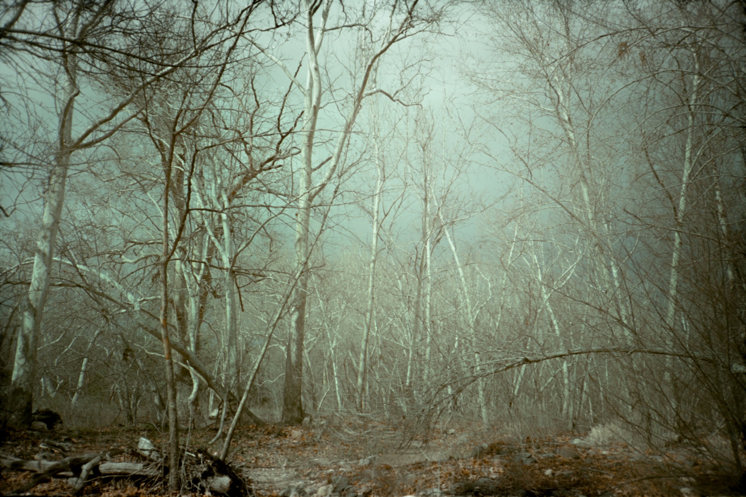 Sedona Sycamores low res.jpg