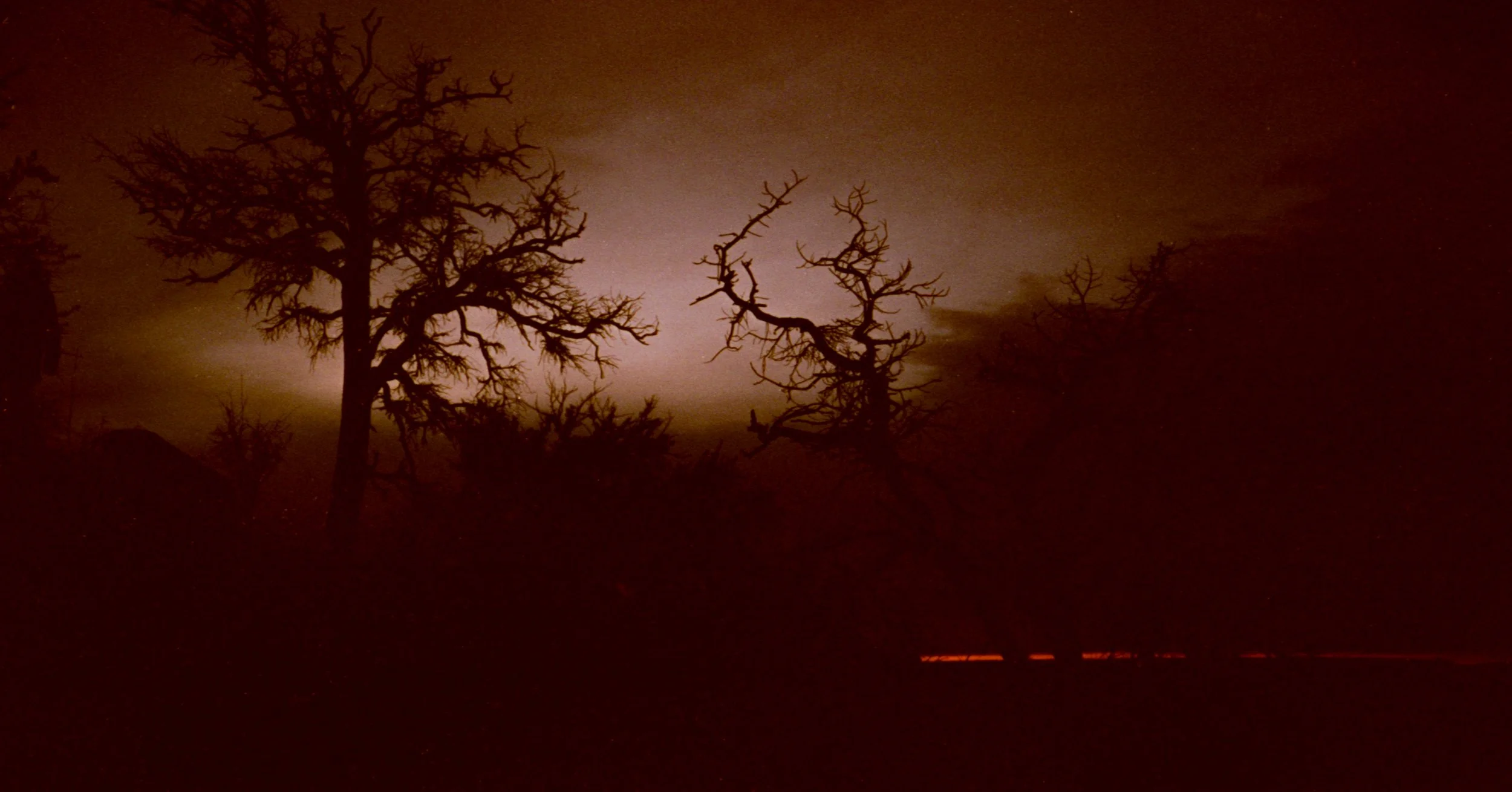 Romantic trees with sunset strip.jpg