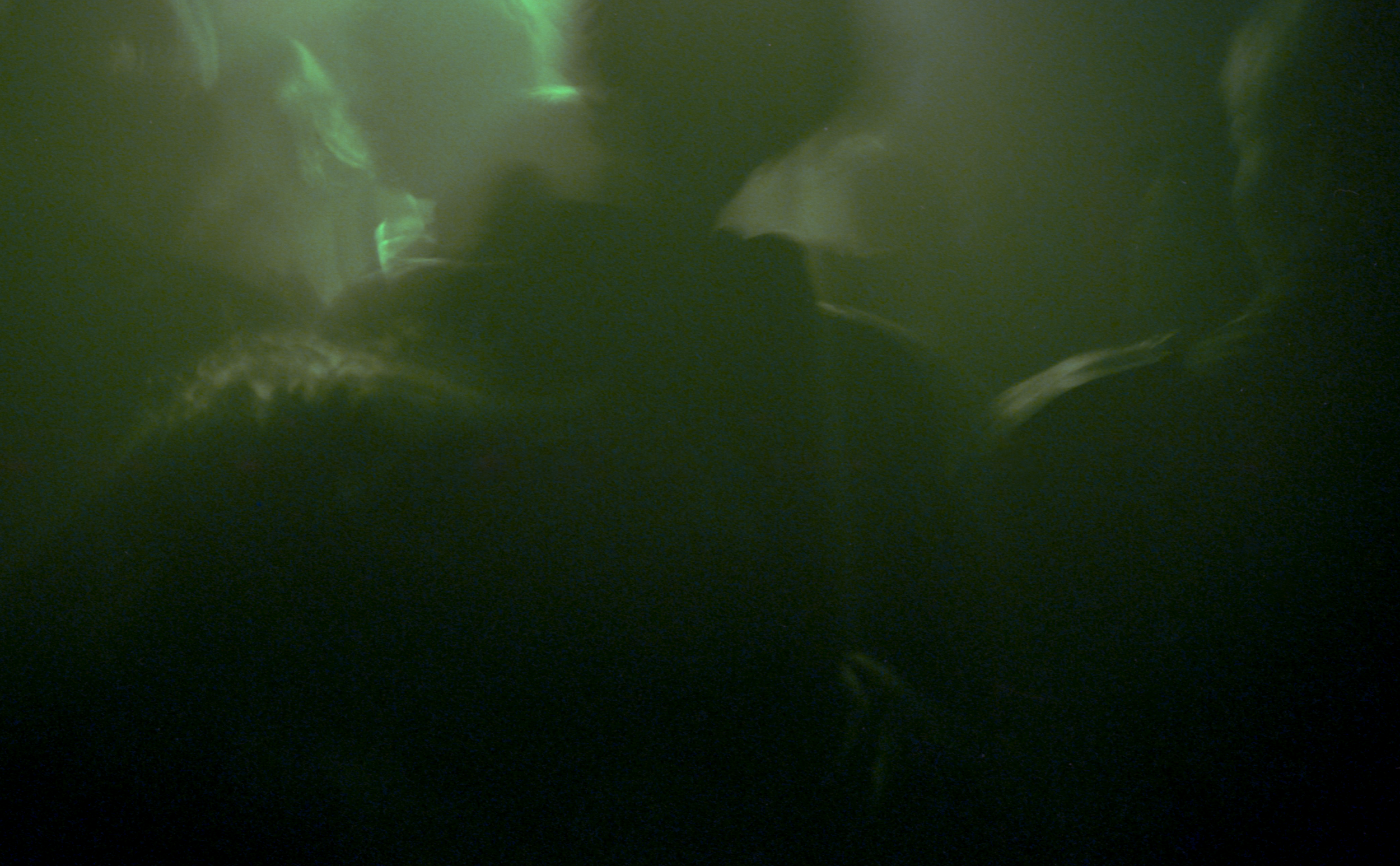 Bella Ciao Green.png