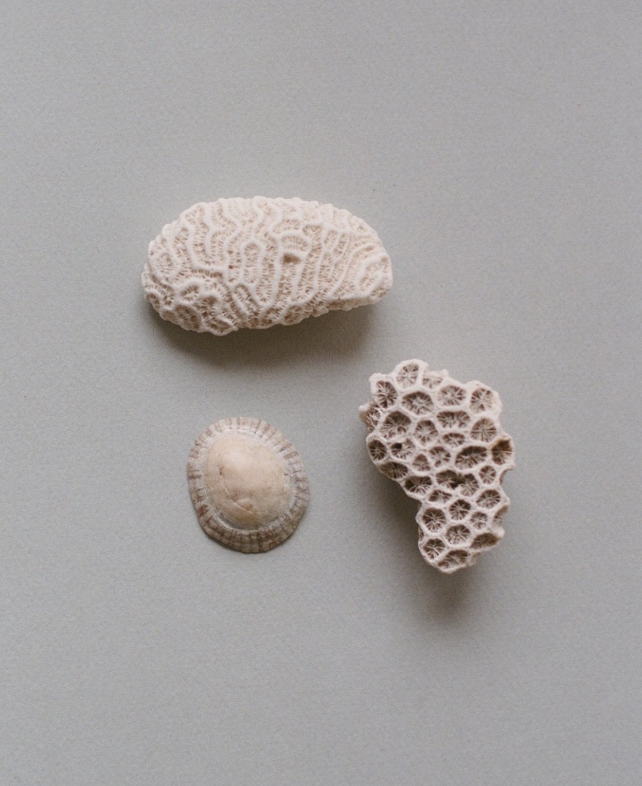 Three pieces of coral arranged on a flat surface, including a large white coral, a smaller round coral, and an elongated white coral with a honeycomb pattern.