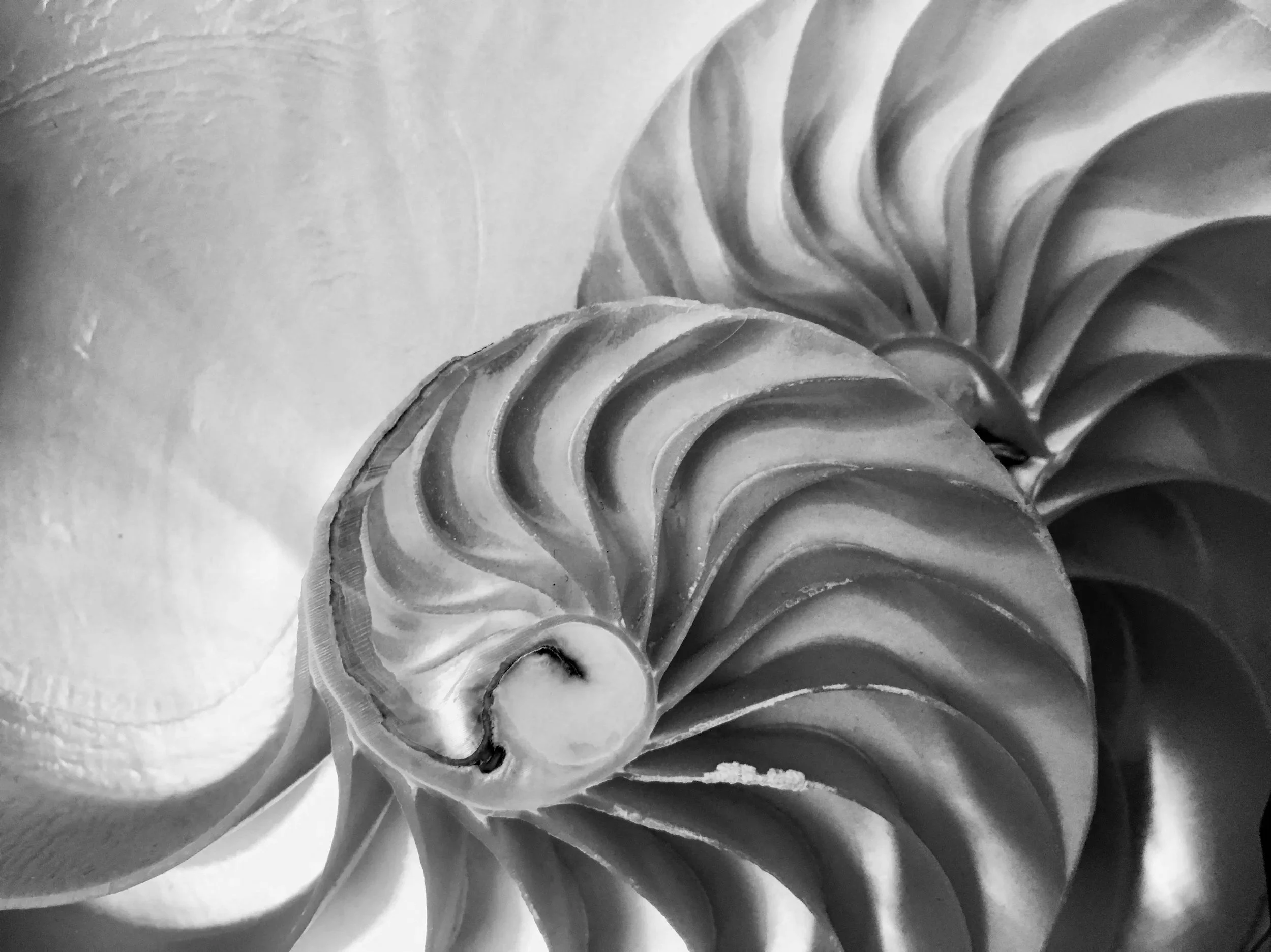 Close-up black and white photograph of a seashell with spiral ridges.
