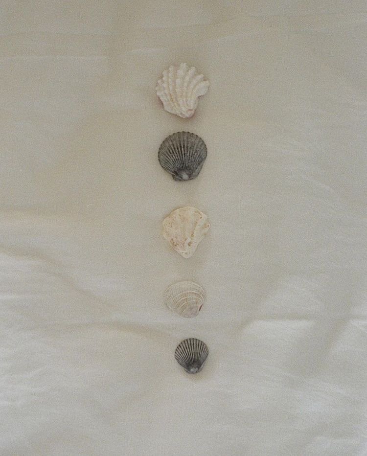 Five seashells arranged vertically on a light-colored background, with three darker shells and two lighter shells.