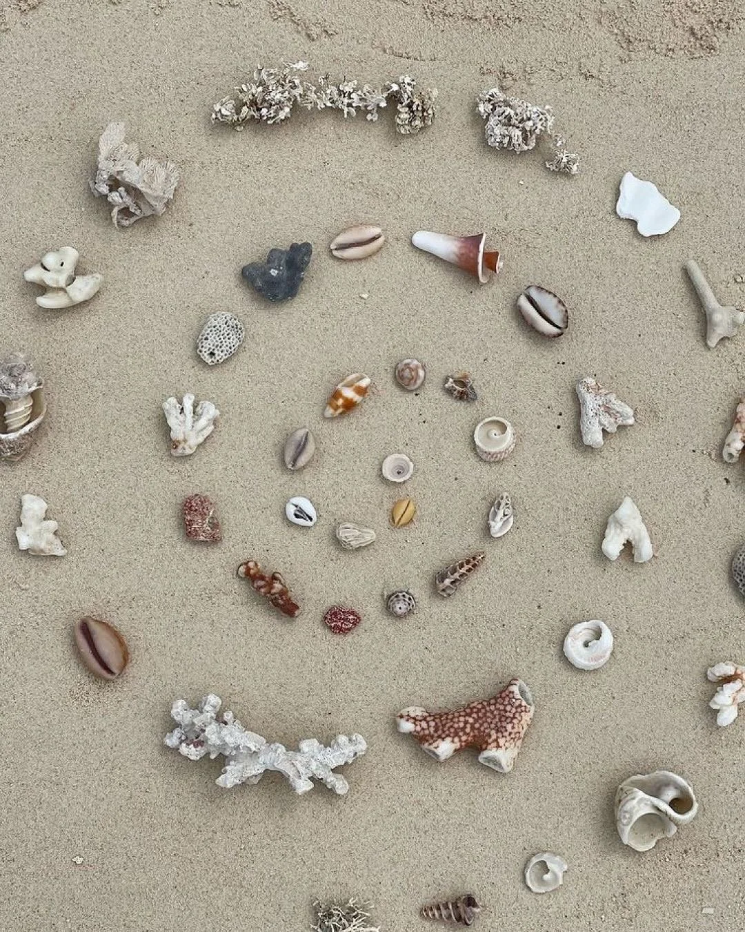 Collection of various seashells and coral pieces arranged in a circle on sandy beach.