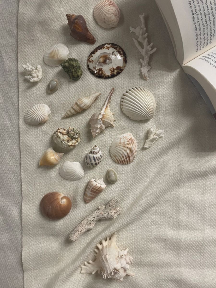 Collection of various seashells and coral on a beige fabric surface, partly next to an open book.