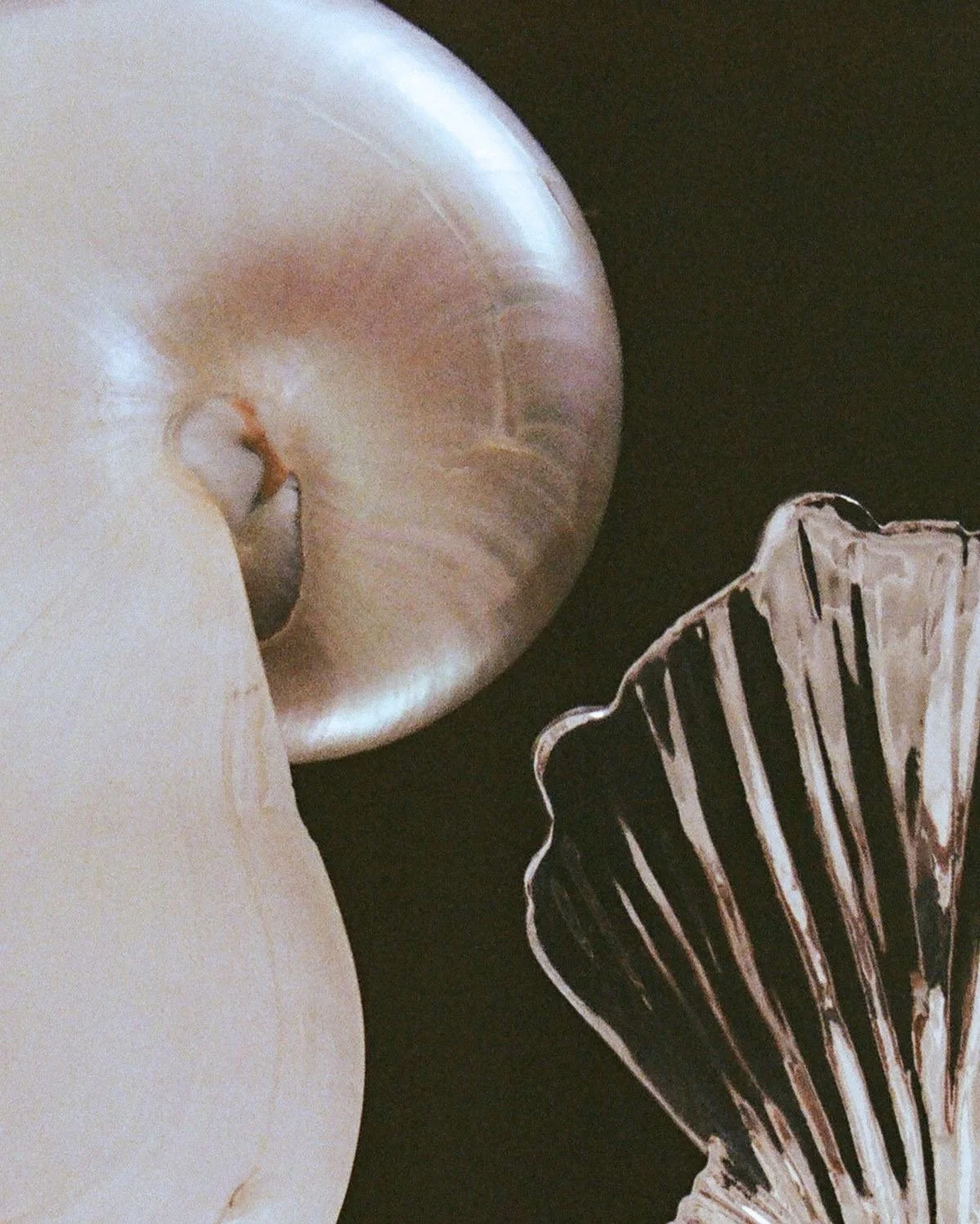 Close-up of a corkscrew, a seashell, and a dark striped lampshade on a black background.
