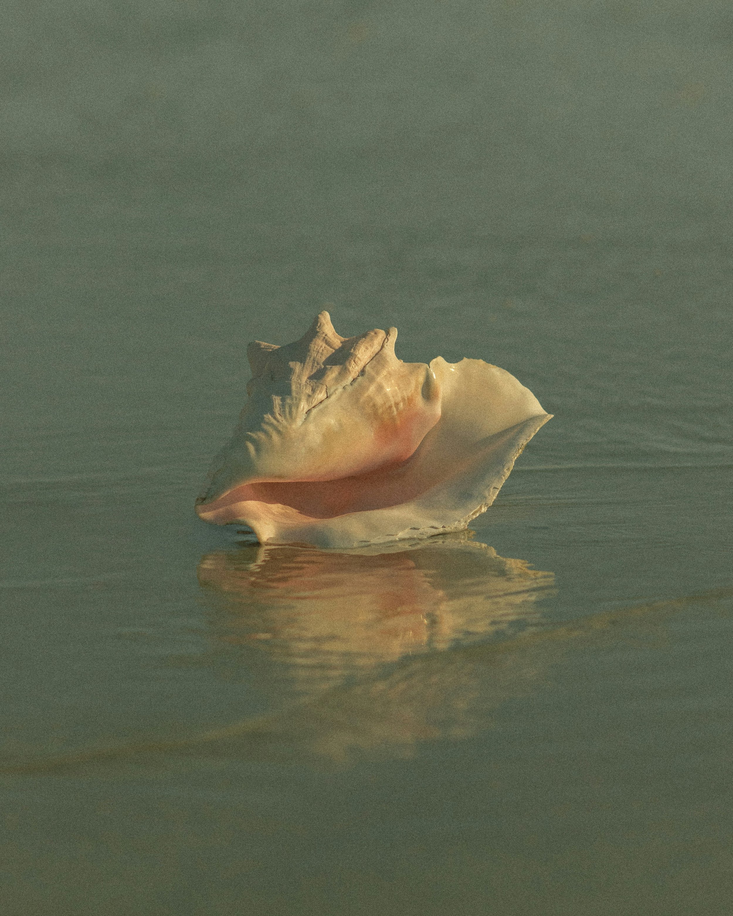 A large seashell floating on calm water with a mirrored reflection.