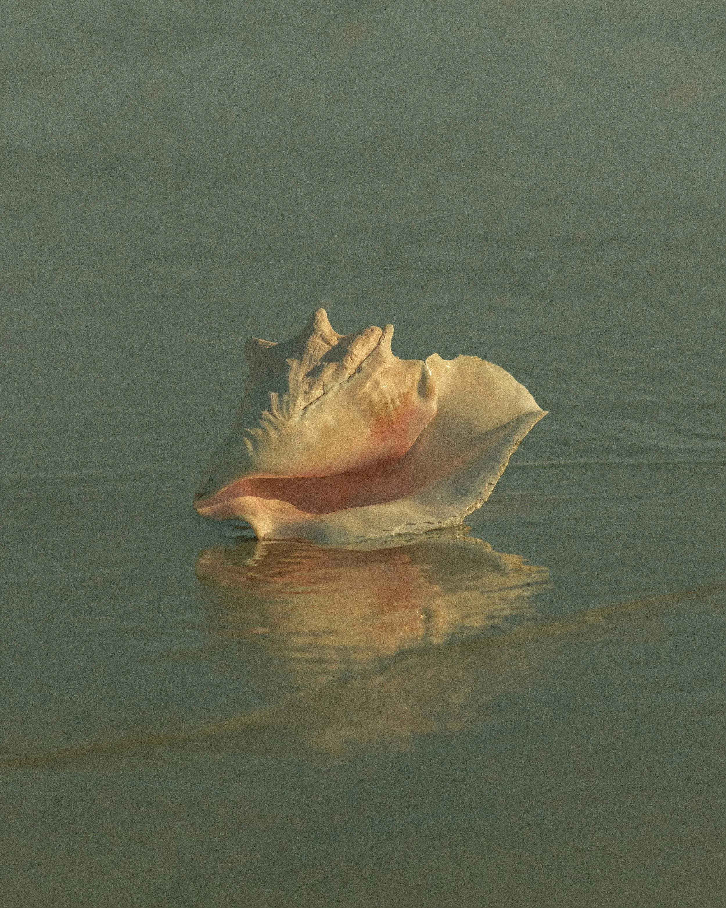 About | Shop Unique Seashell Jewelry Today — Jewels di mare