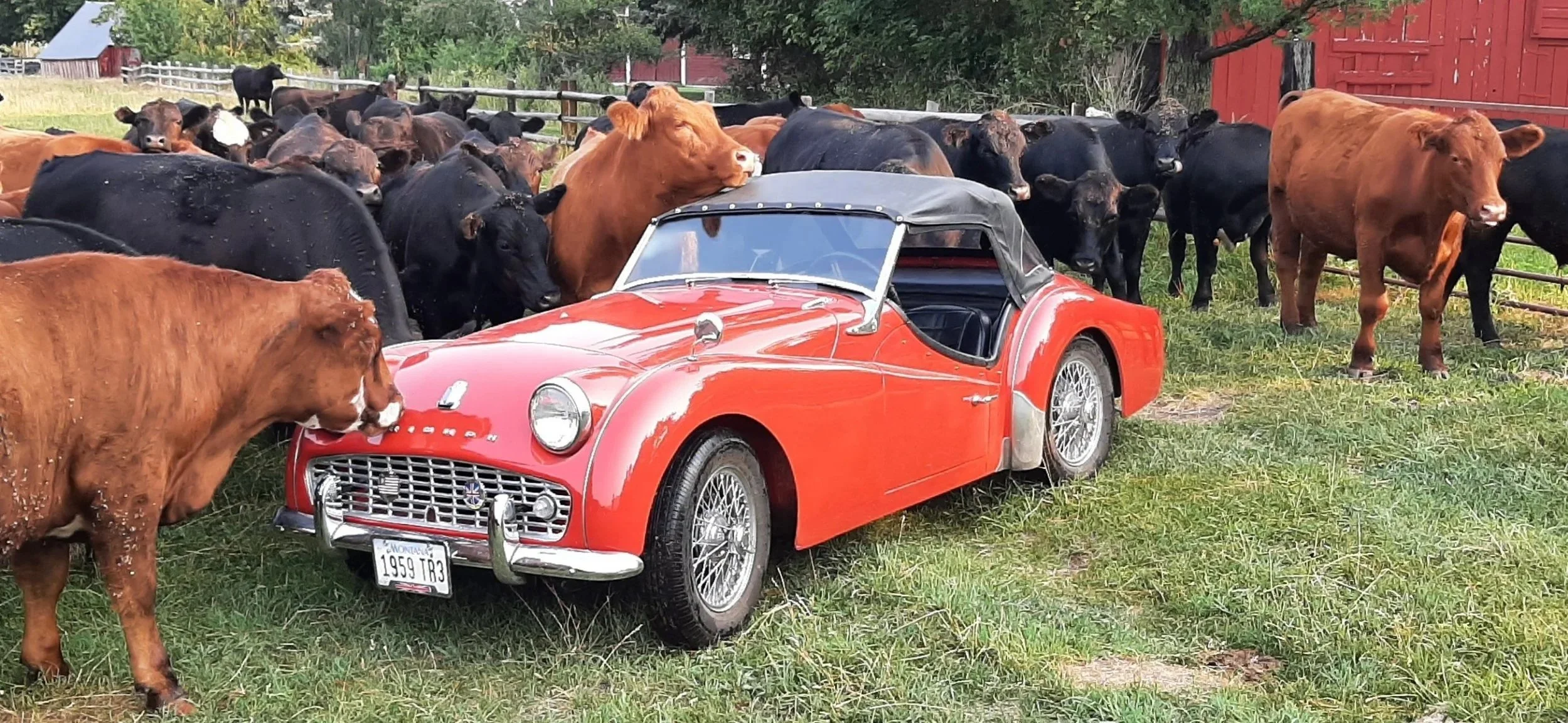 Everybody loves a TR3