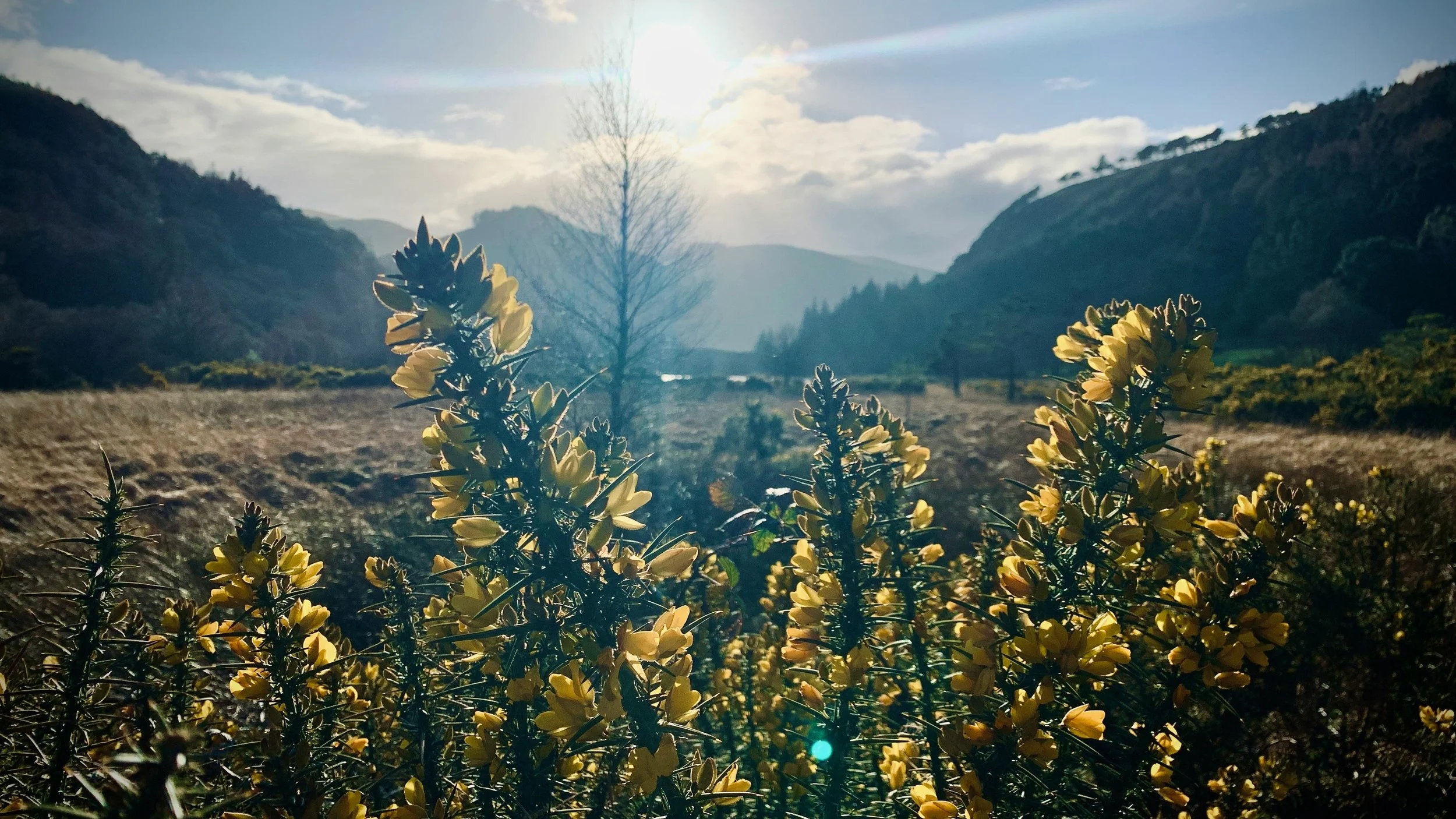 Sunlit yellow flowers in a natural landscape with mountains and a cloudy sky in the background.