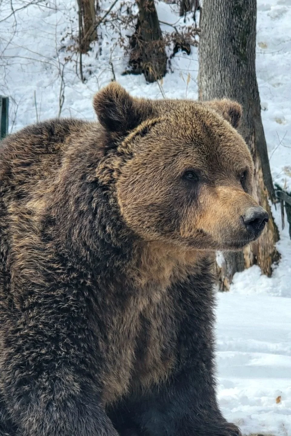 Bears & Castles