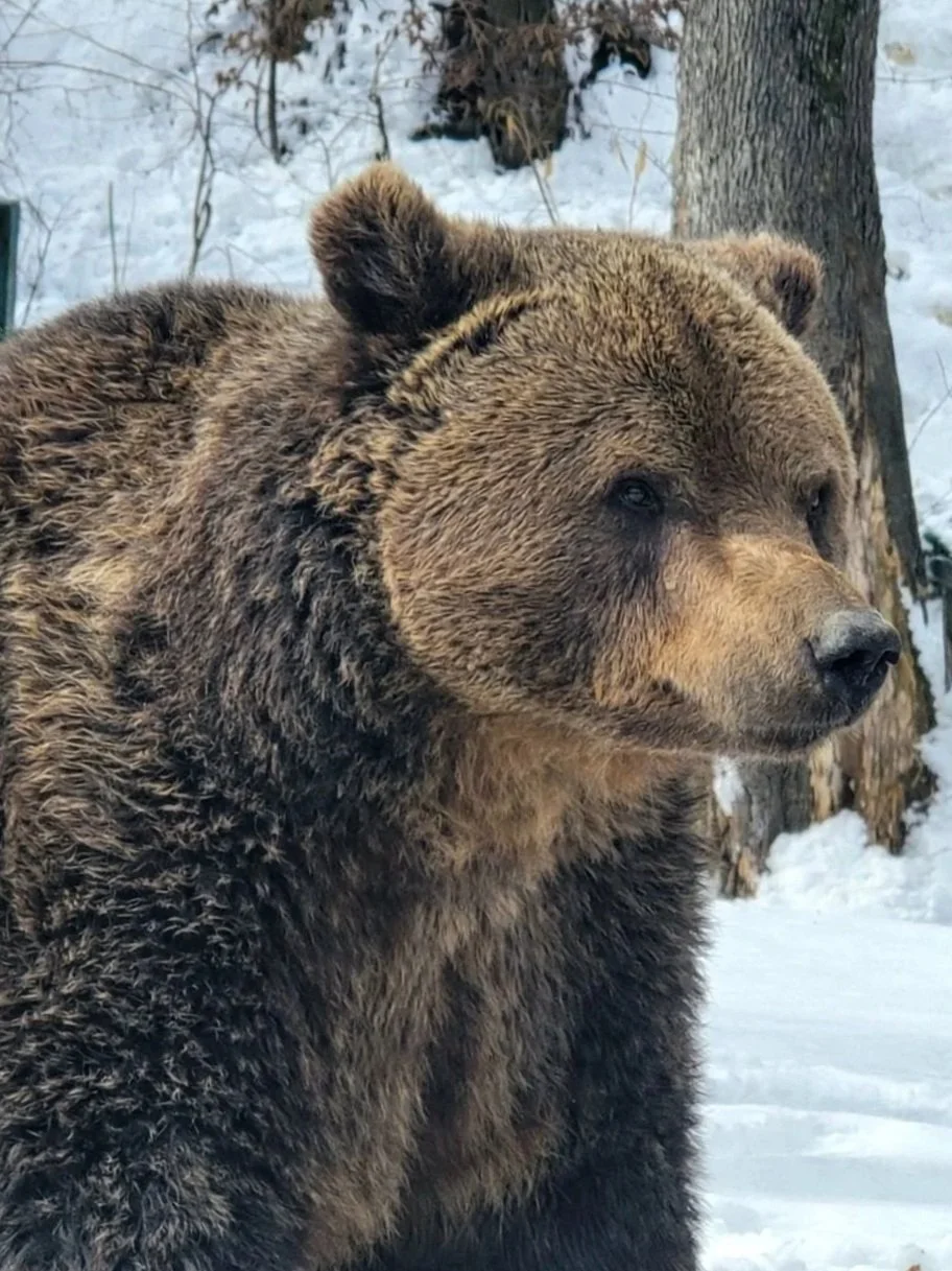 Bear+in+Zarnesti.jpg