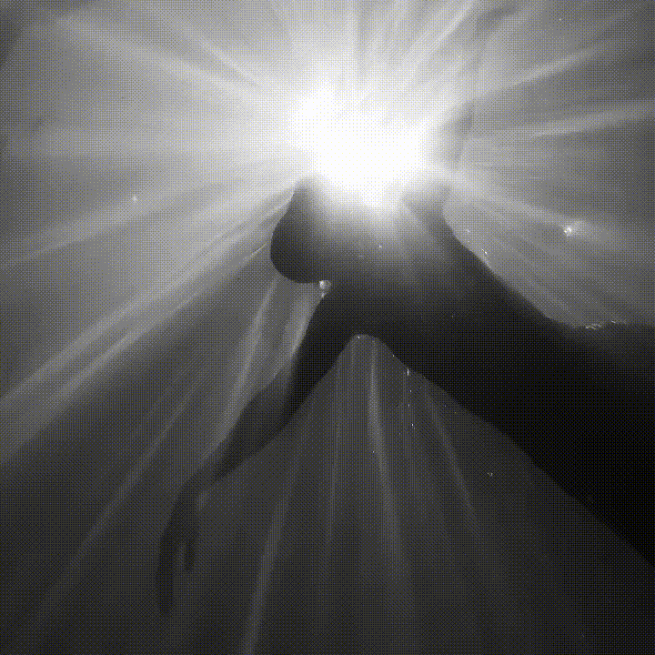 Sun in Cancer: floating, supported, immersion. The tide rolling in and out langously.