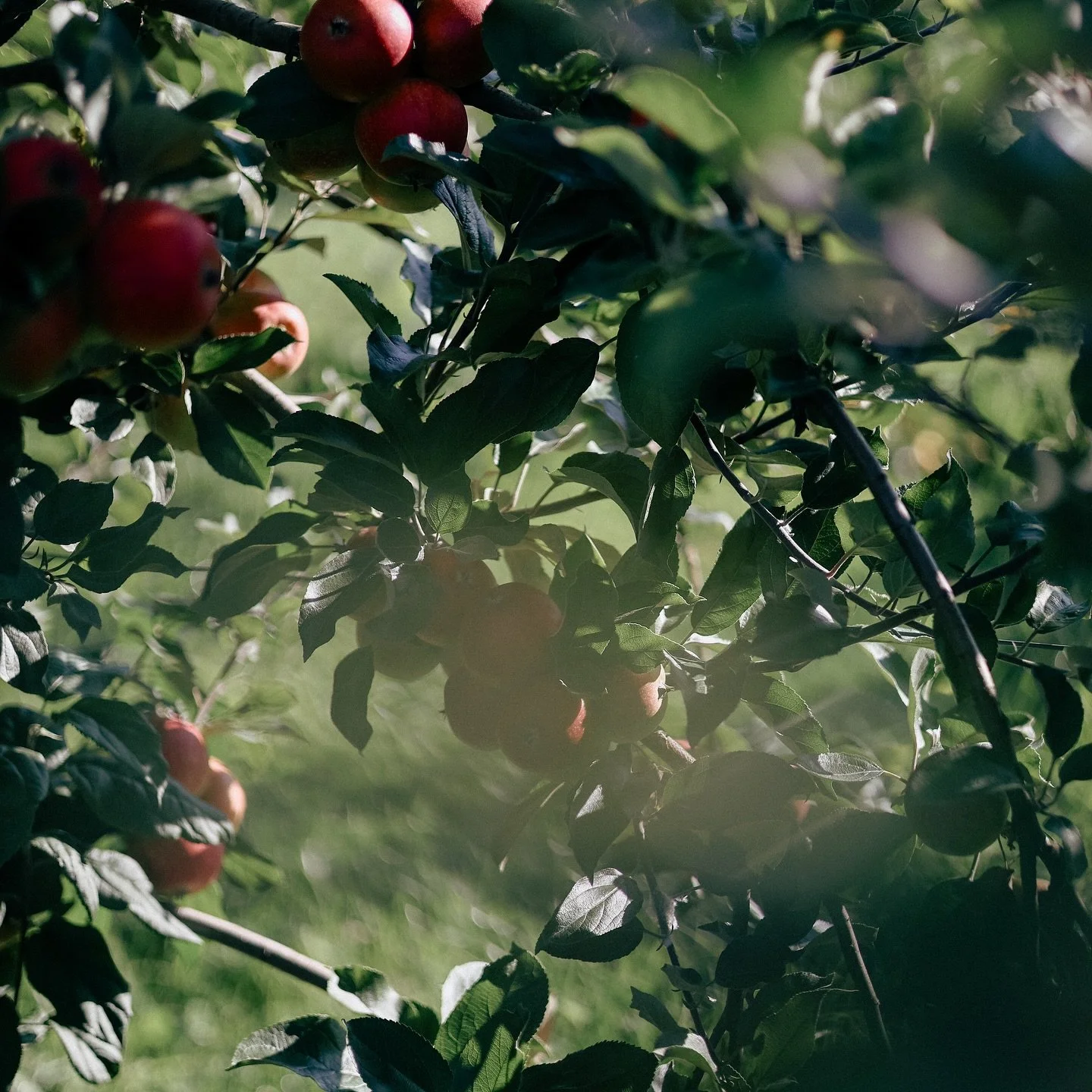 Gathered among the orchard. 

Reach out to learn more about The Woodrow. 

#thewoodrow #southerngeorgianbay #bluemountainsontario #collingwoodcntario #thornburyontario #ontarioeventvenue #georgianbay #ontarioweddingvenue #bluemountainswedding #southe