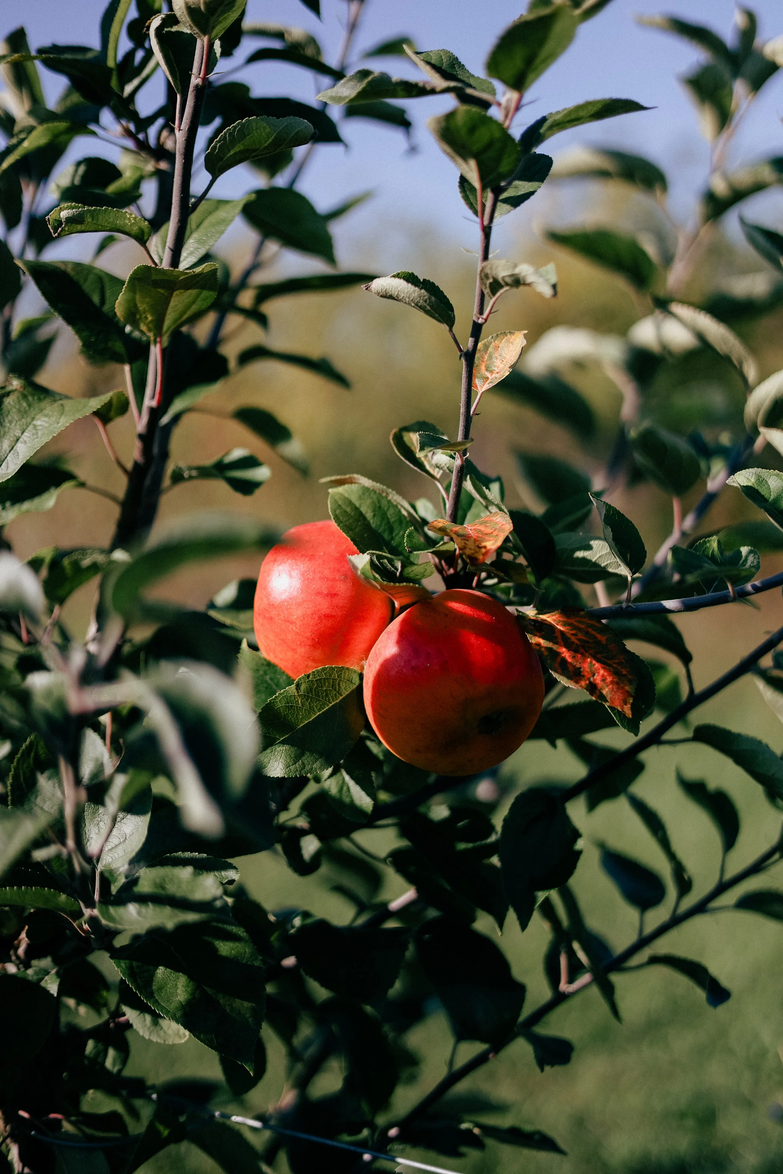 Blue Mountain Apple Orchard
