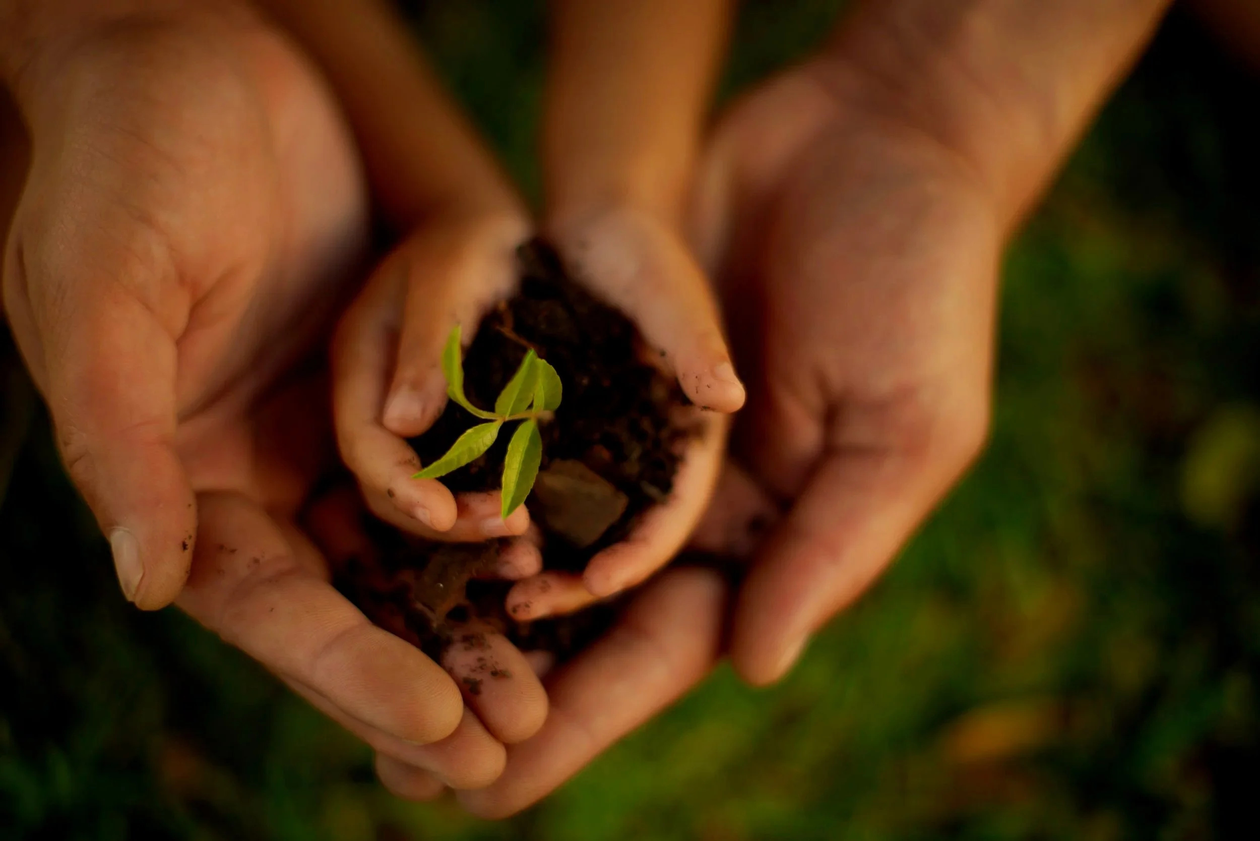 A pair of hands planting a small green seedling in dark soil.