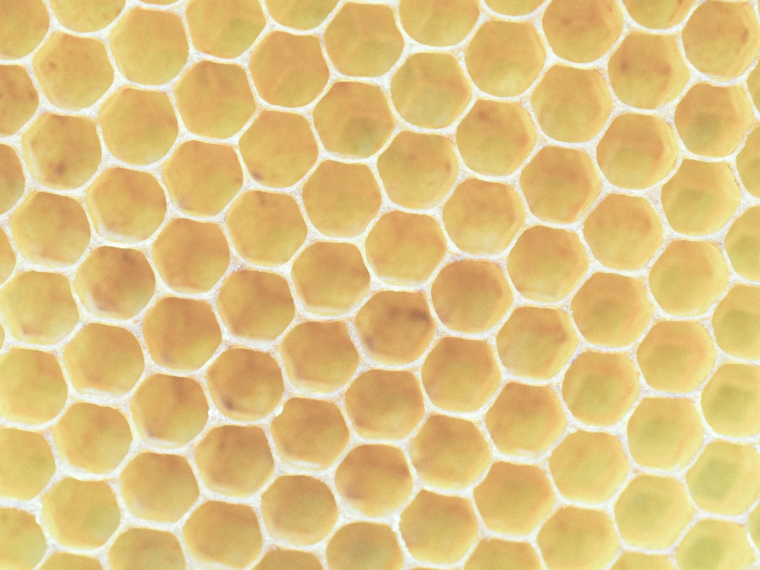 Close-up of a honeycomb with hexagonal cells filled with honey.