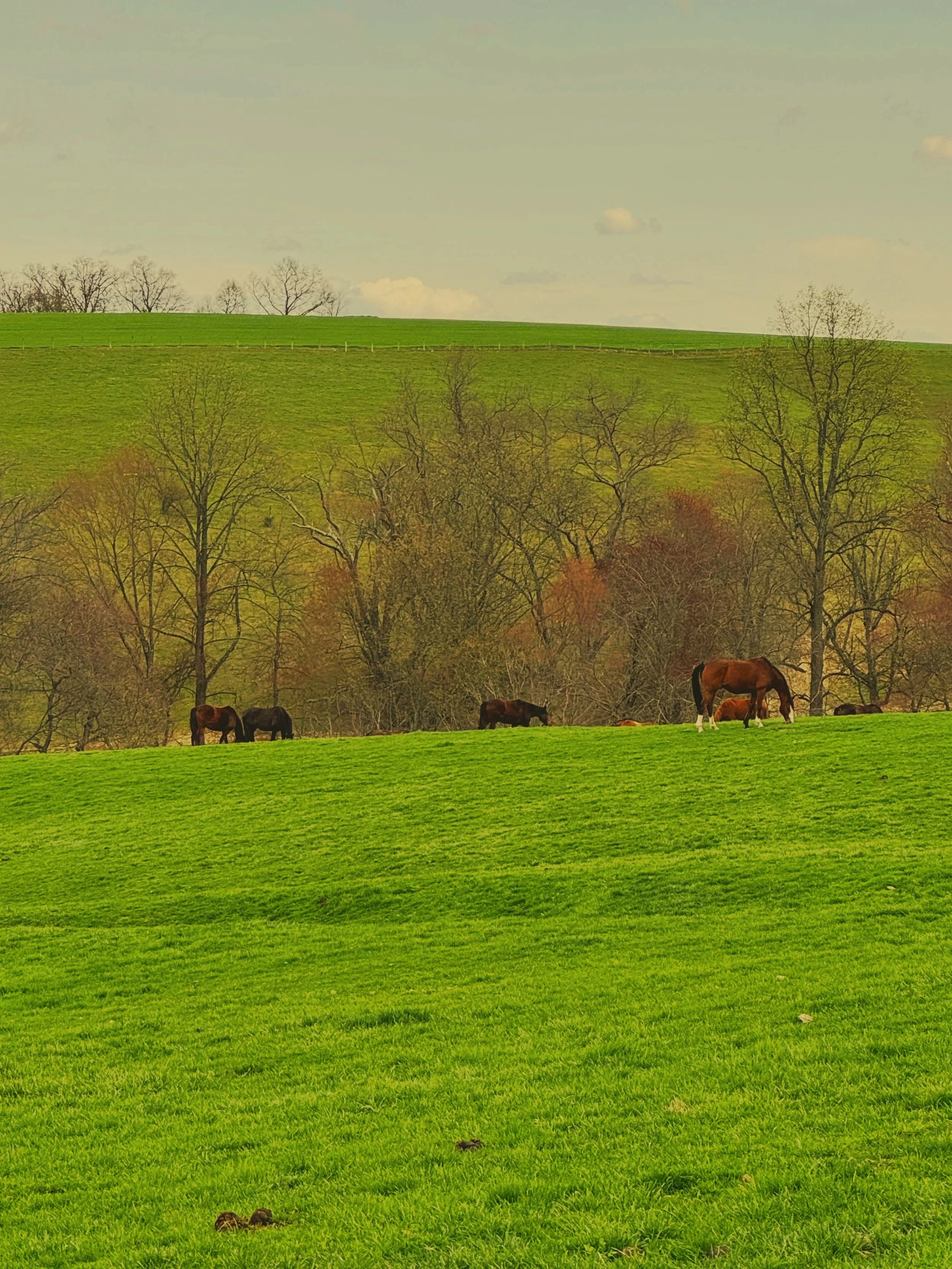 A scenic landscape of rolling green fields with patches of trees, some barren and others with sparse leaves, in the distance under a partly cloudy sky, with a few horses grazing in the foreground.