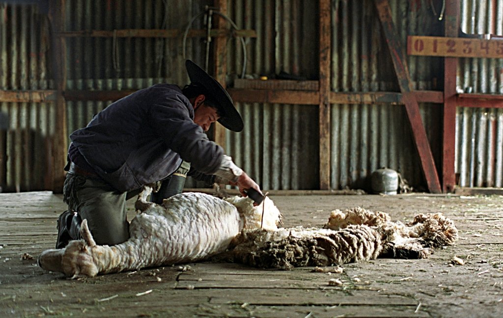 Corrales esquila -PH: Luis Franke (1).jpg