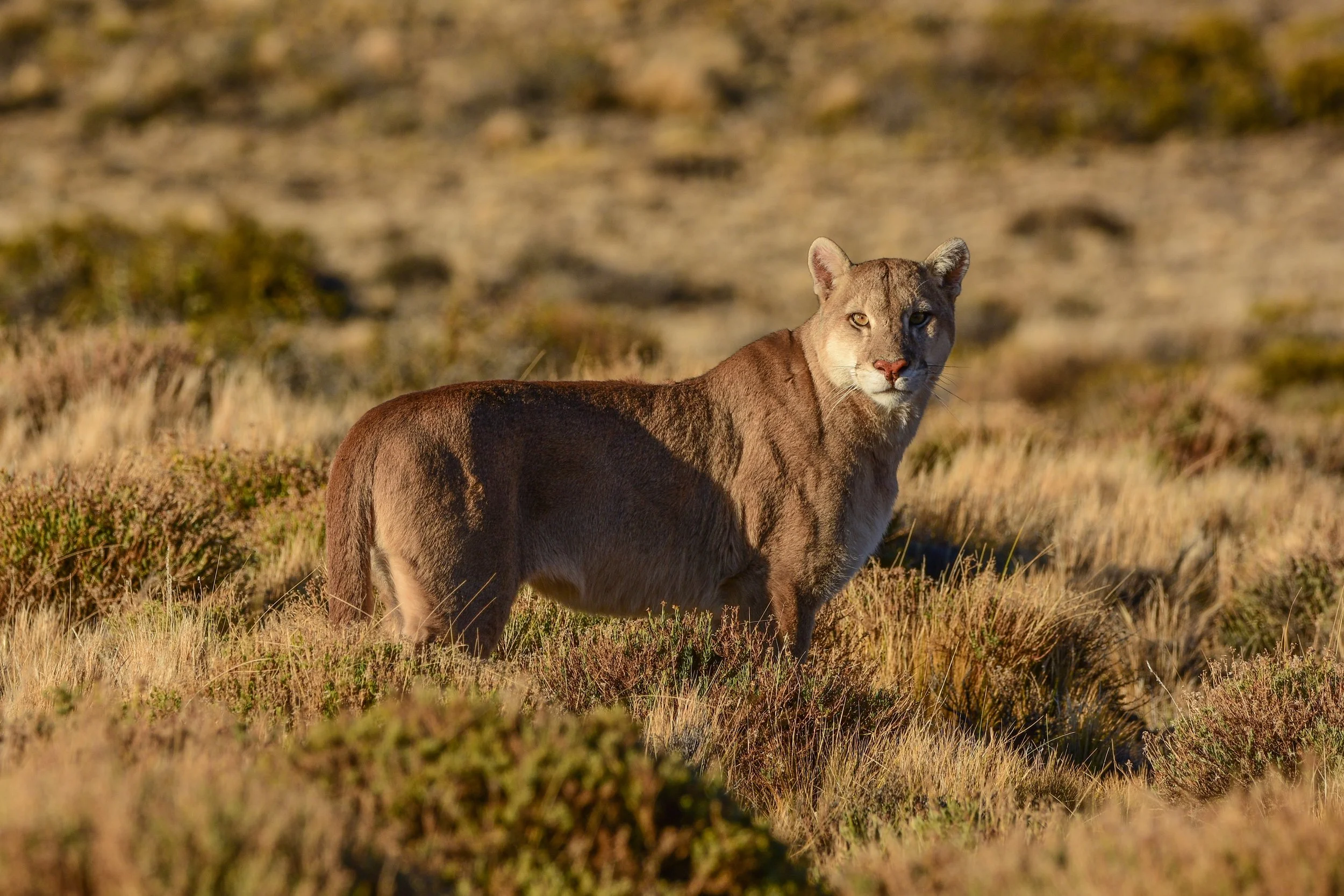 Puma ingreso a Los Toldos- Franco Bucci.jpg