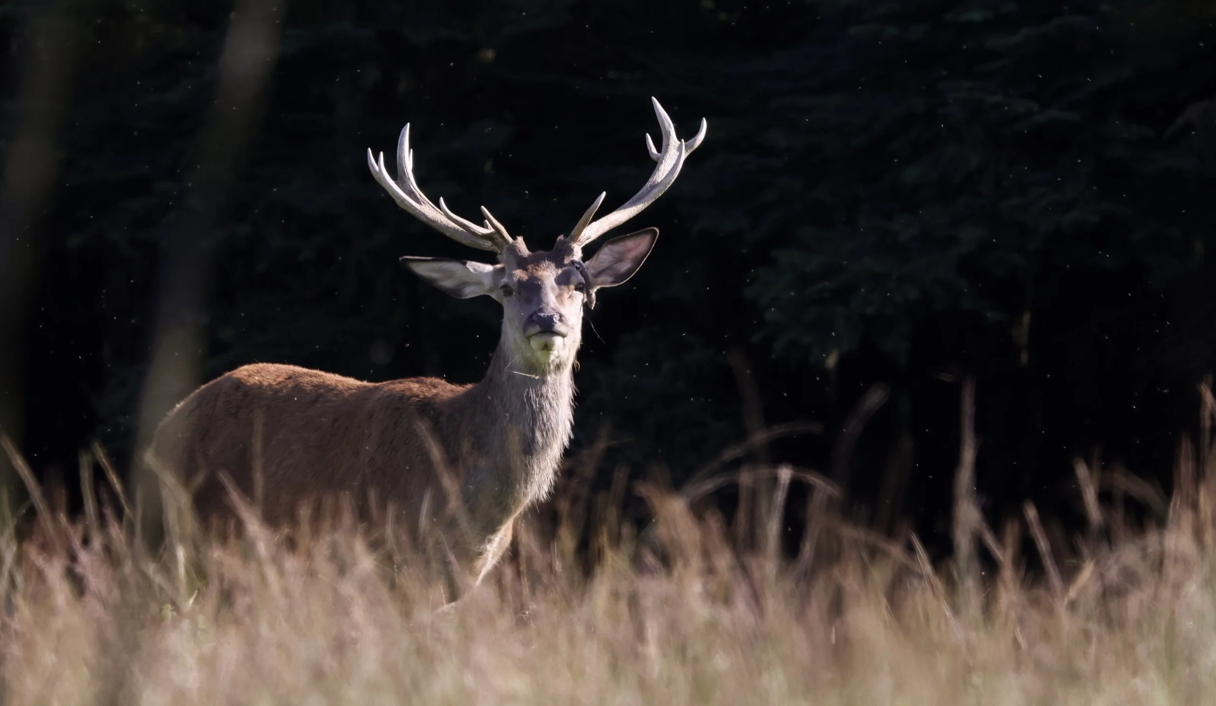 A majestic deer with large antlers standing in a grassy field during dusk or dawn with a dark forest background.
