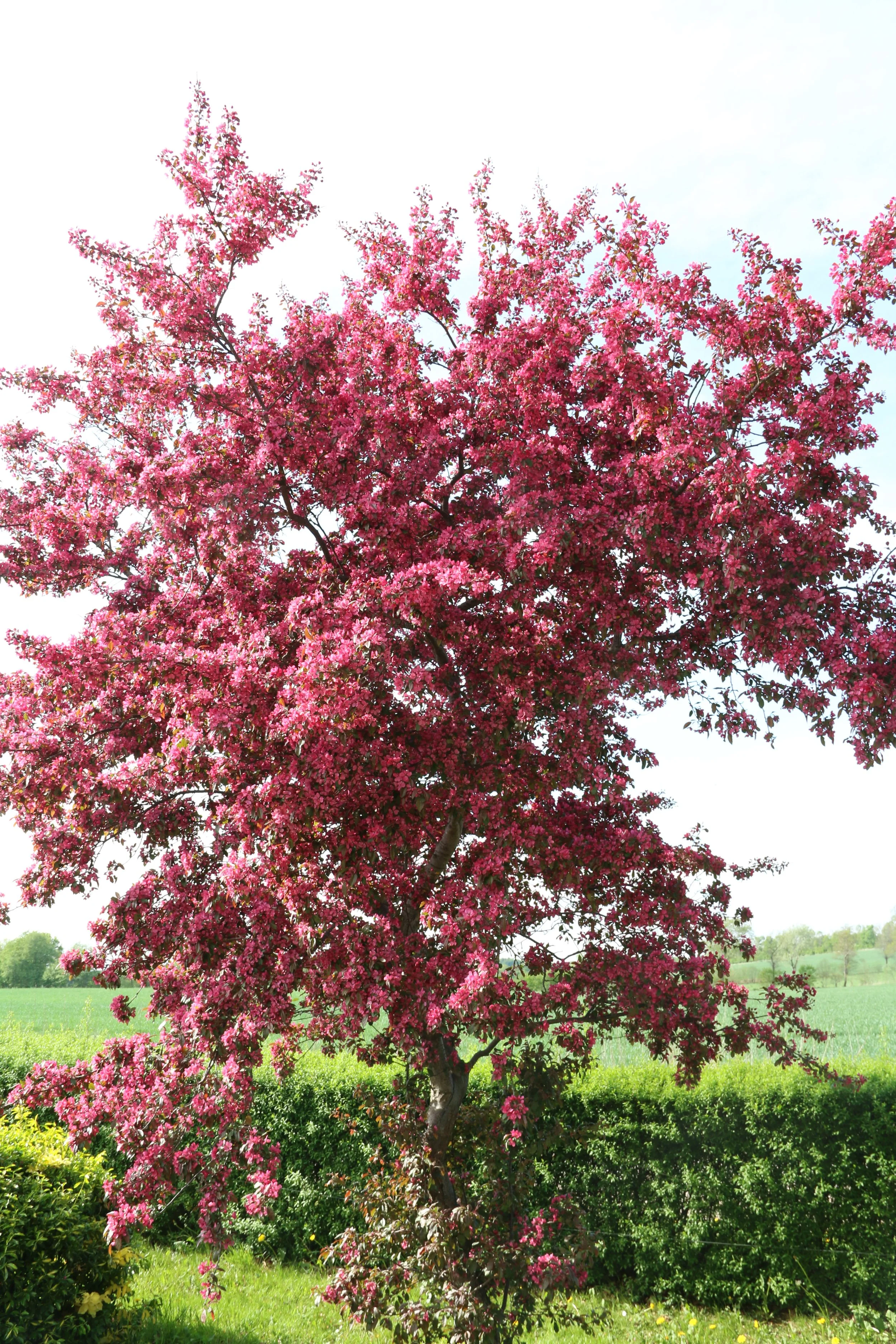 A flowering pink tree in a green field.