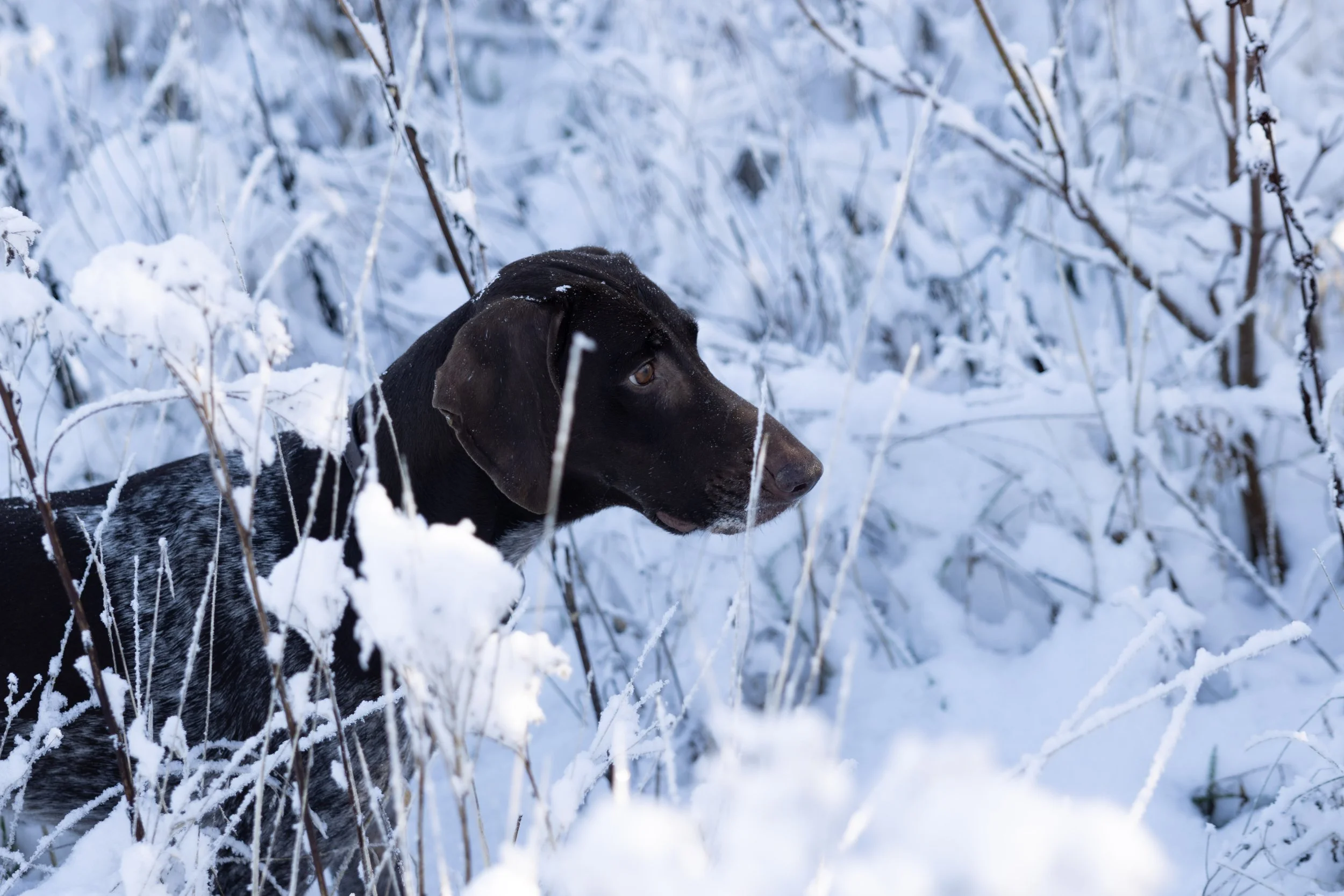 A black and white dog with a brown face is standing in a snowy landscape surrounded by snow-covered branches and bushes, looking to the right.