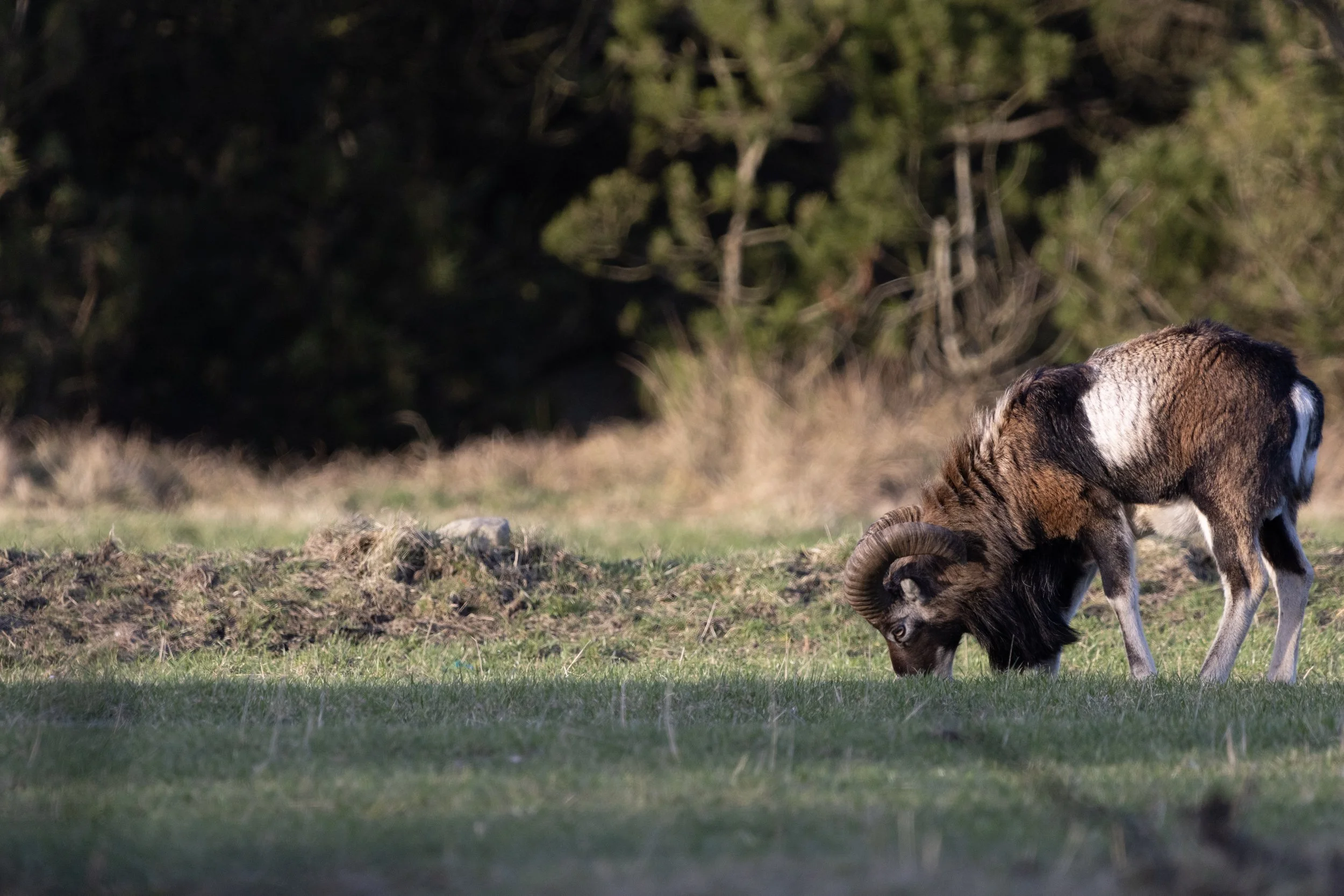 A bighorn sheep grazing on grass in a natural setting with trees in the background.
