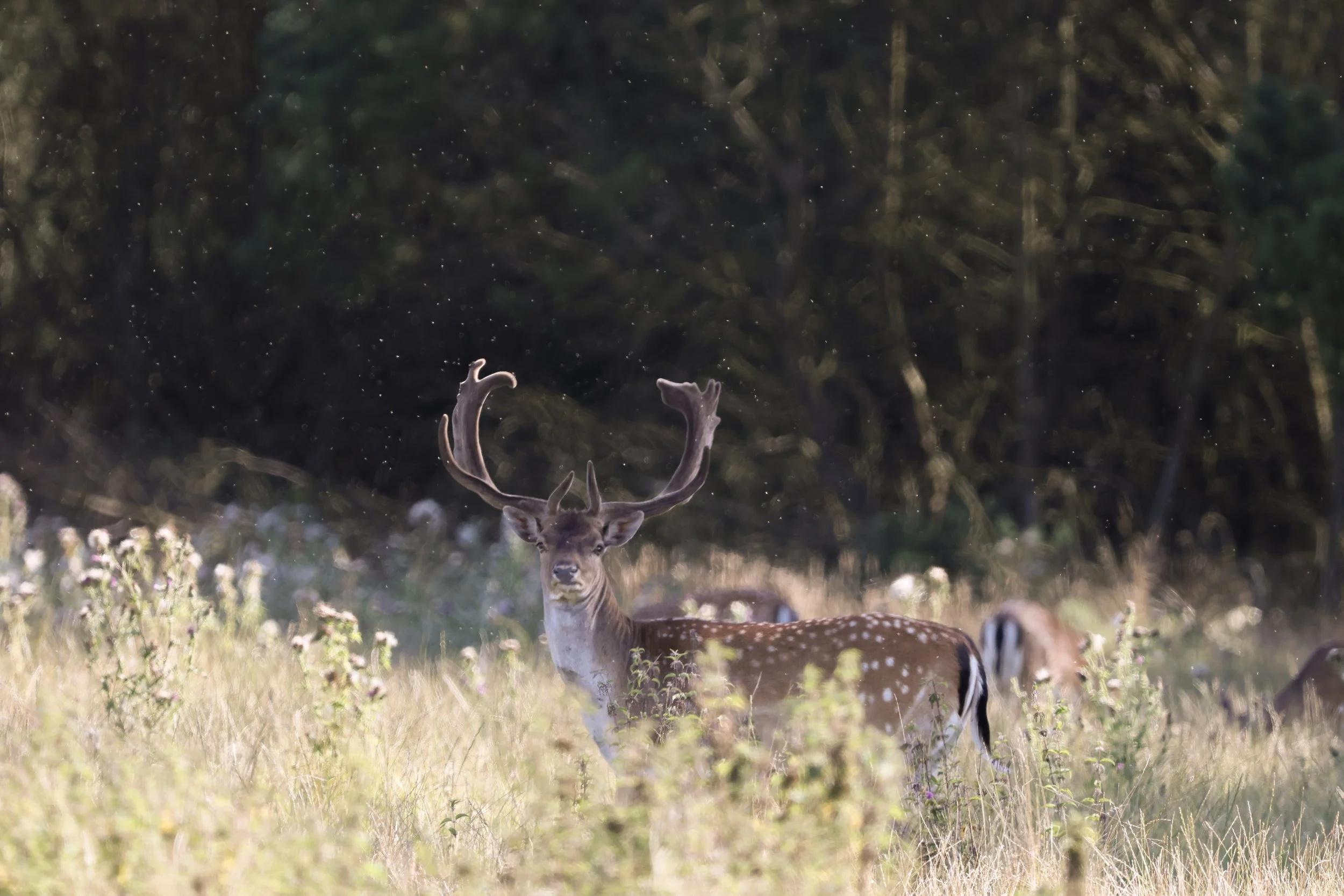 A deer with large antlers standing in a grassy field with other deer nearby, trees in the background.