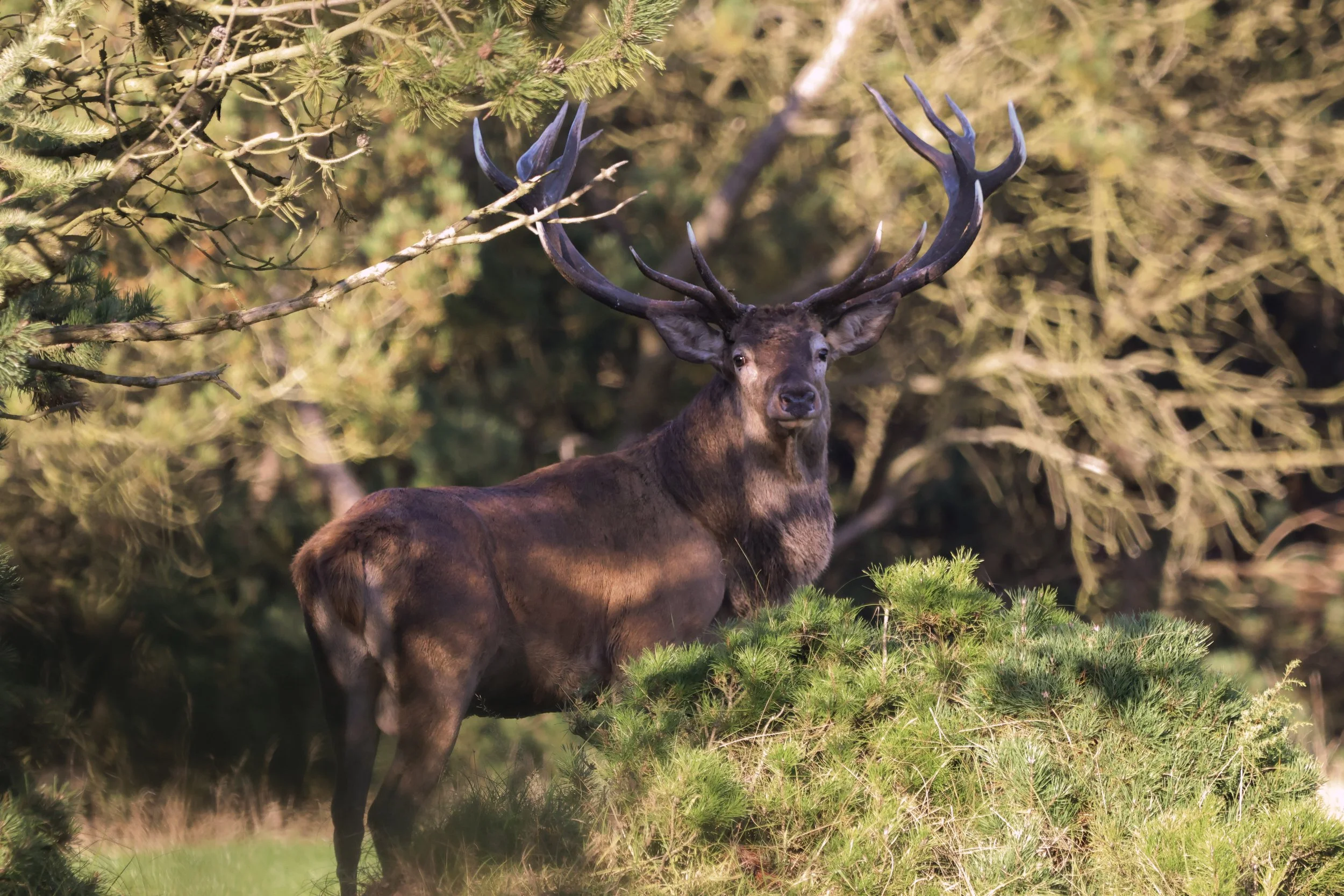 A large elk with dark brown fur and prominent antlers standing behind green bushes in a forested area.