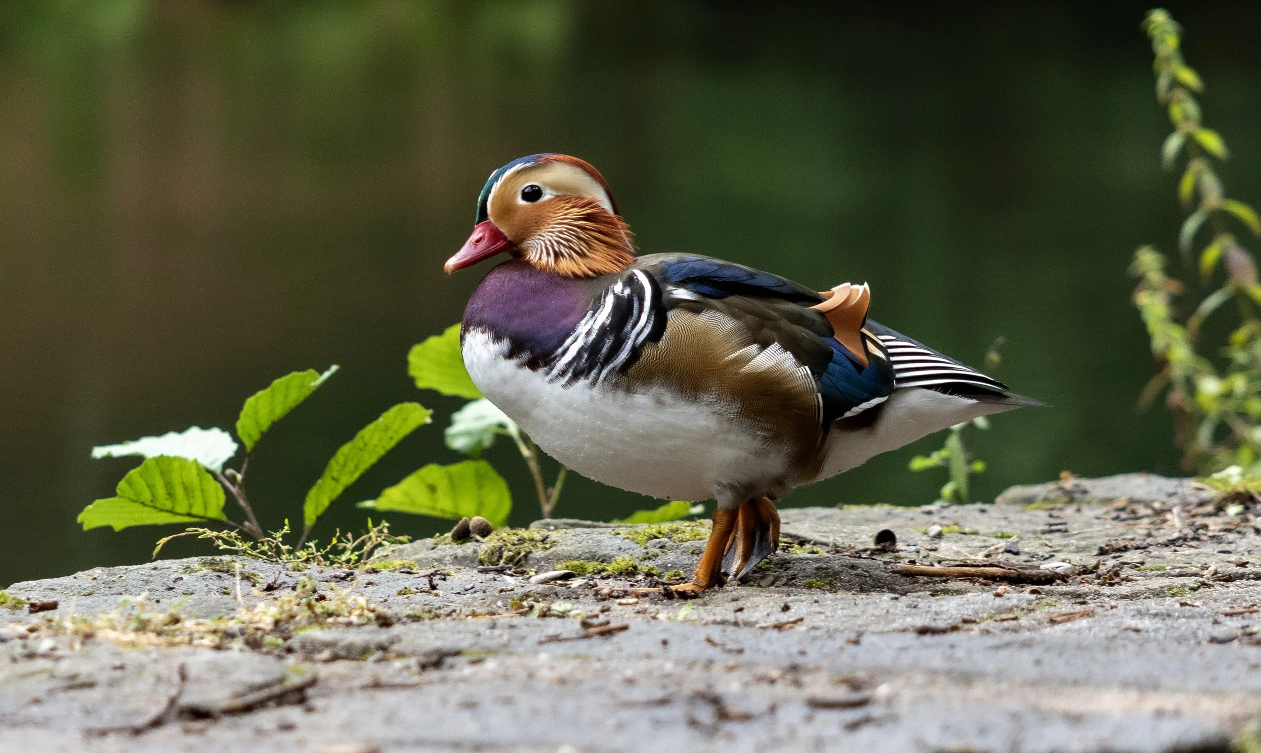 Colorful male Mandarin duck standing on a rocky surface near water with green plants in the background.