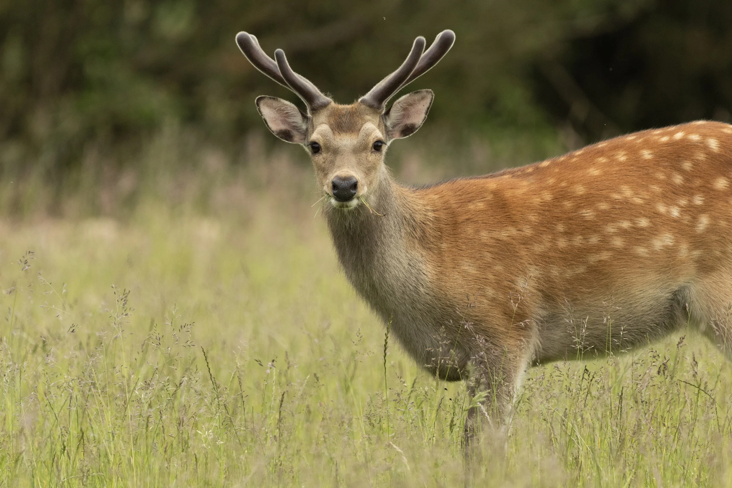 A young deer with antlers standing in a grassy field.