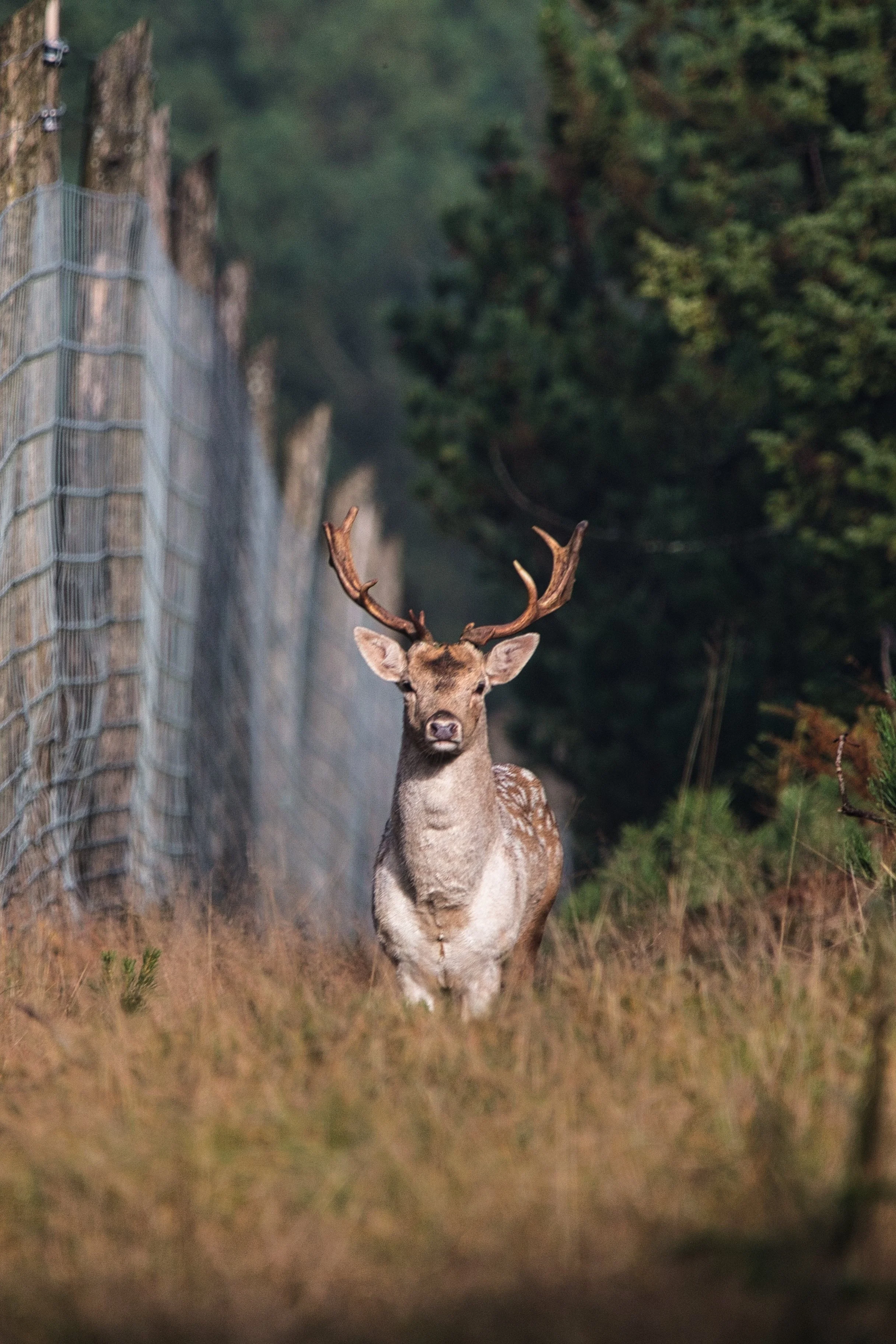 A deer standing on a grassy area near a wire fence in a forested environment.