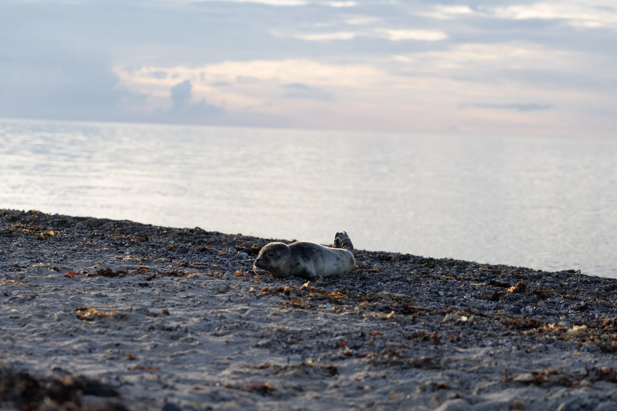 A seal lying on a pebble beach near the water during sunset, with clouds in the sky.